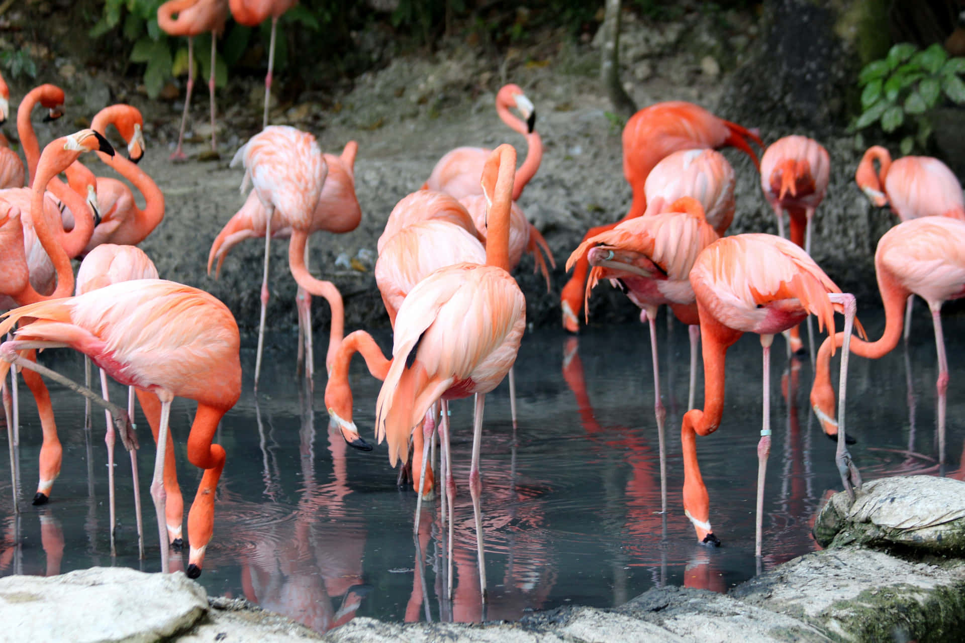 Djurbildfrån Zoo: Amerikansk Flamingo.