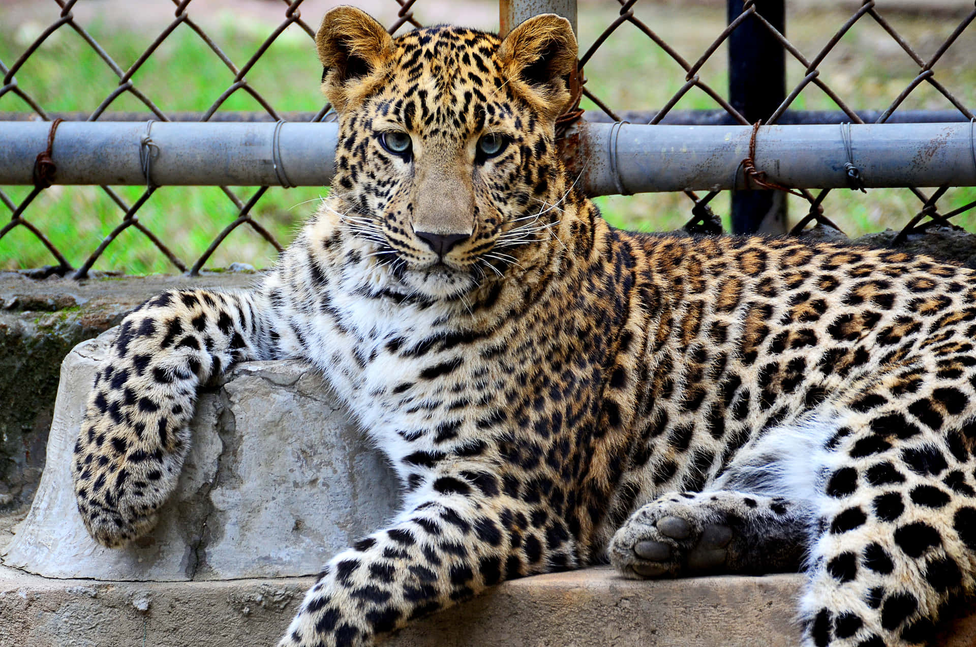 Zoodjurbild Amurleopard