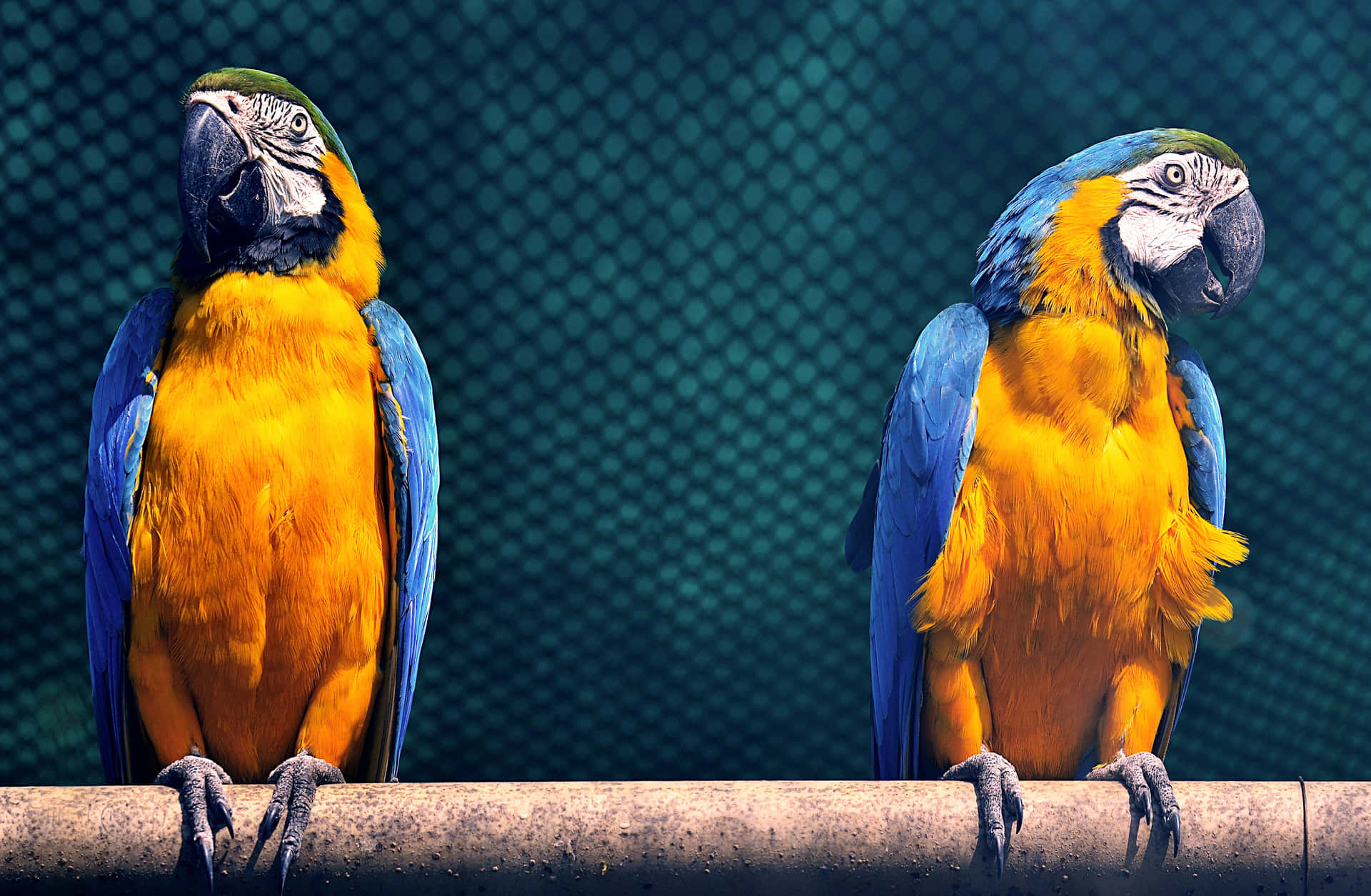Bildeines Zoo-tieres: Papageien Exotischer Vögel.