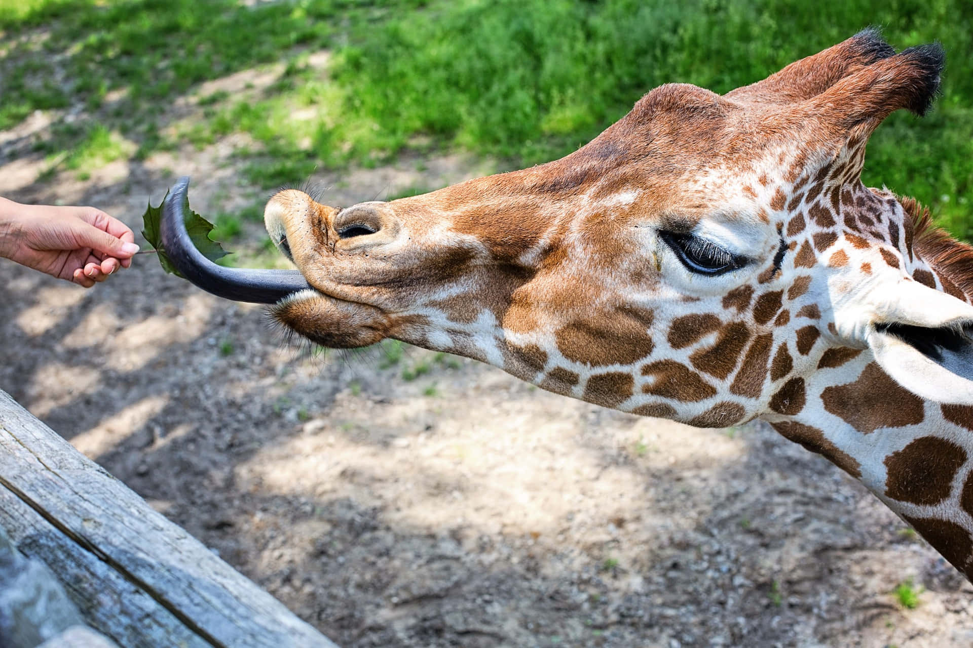 Zoo Animal Picture Northern Giraffe Picture