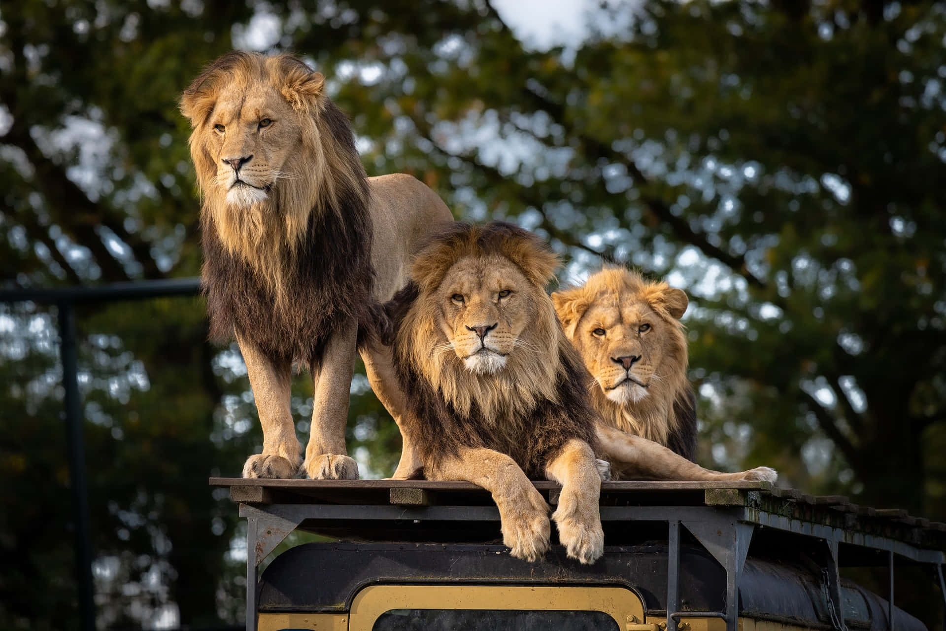 Dyrehage Billede Løve Park Tapet