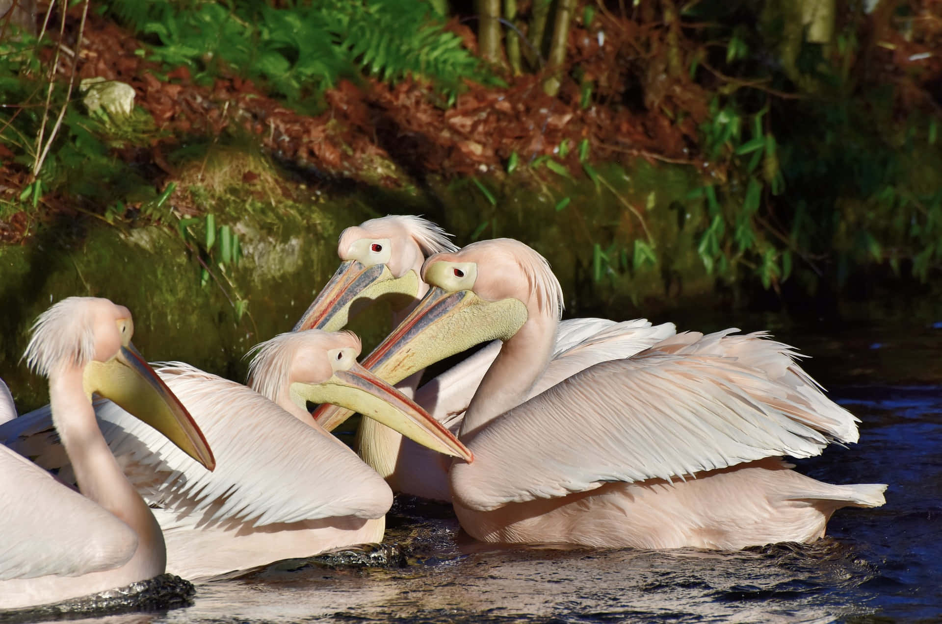 Bildeines Zoo-tieres: Weißer Pelikan