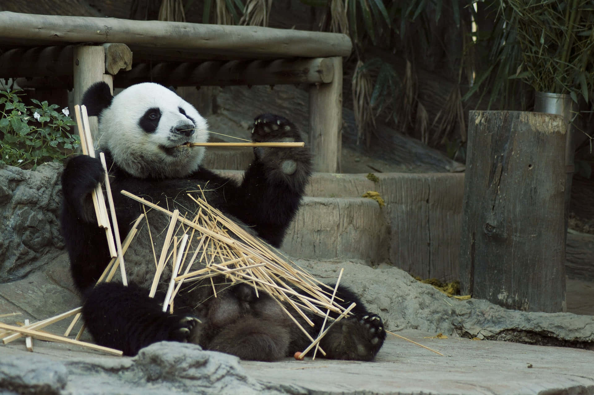 Bildeines Zootiers - Riesiges Panda