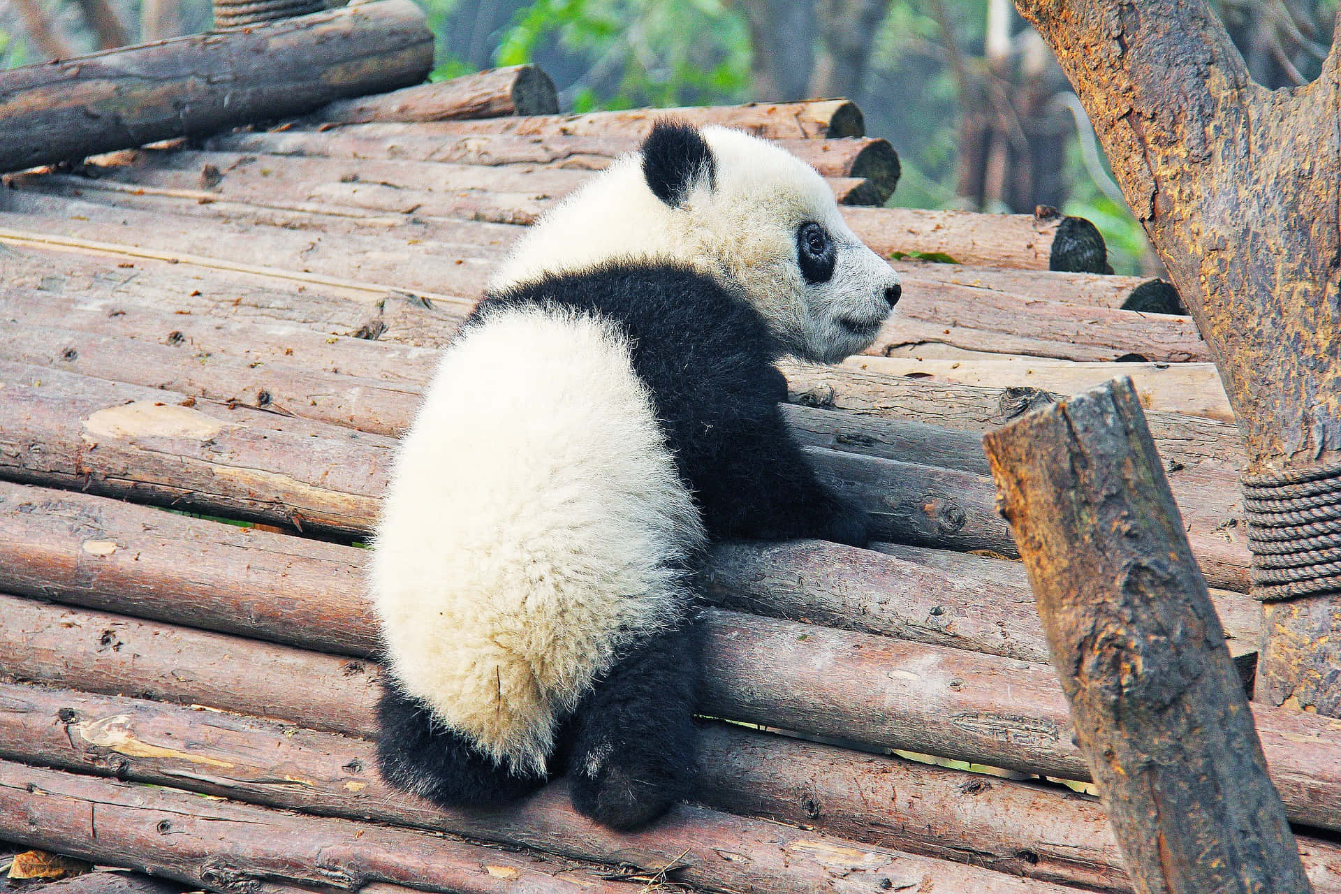 Djurbildfrån Zoo - Baby Panda.