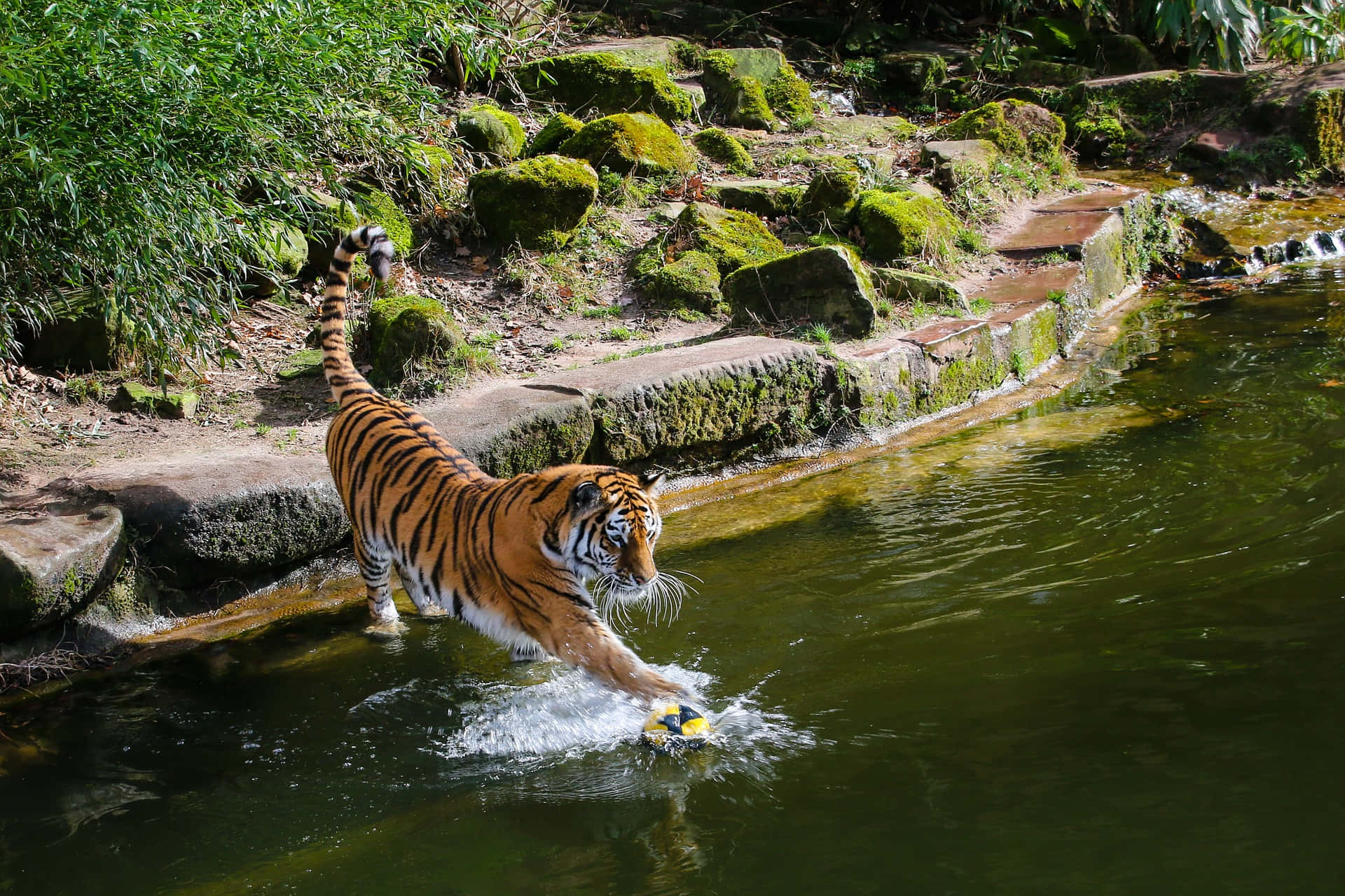 Zoo Dyre Billeder Siberian Tiger Brøler