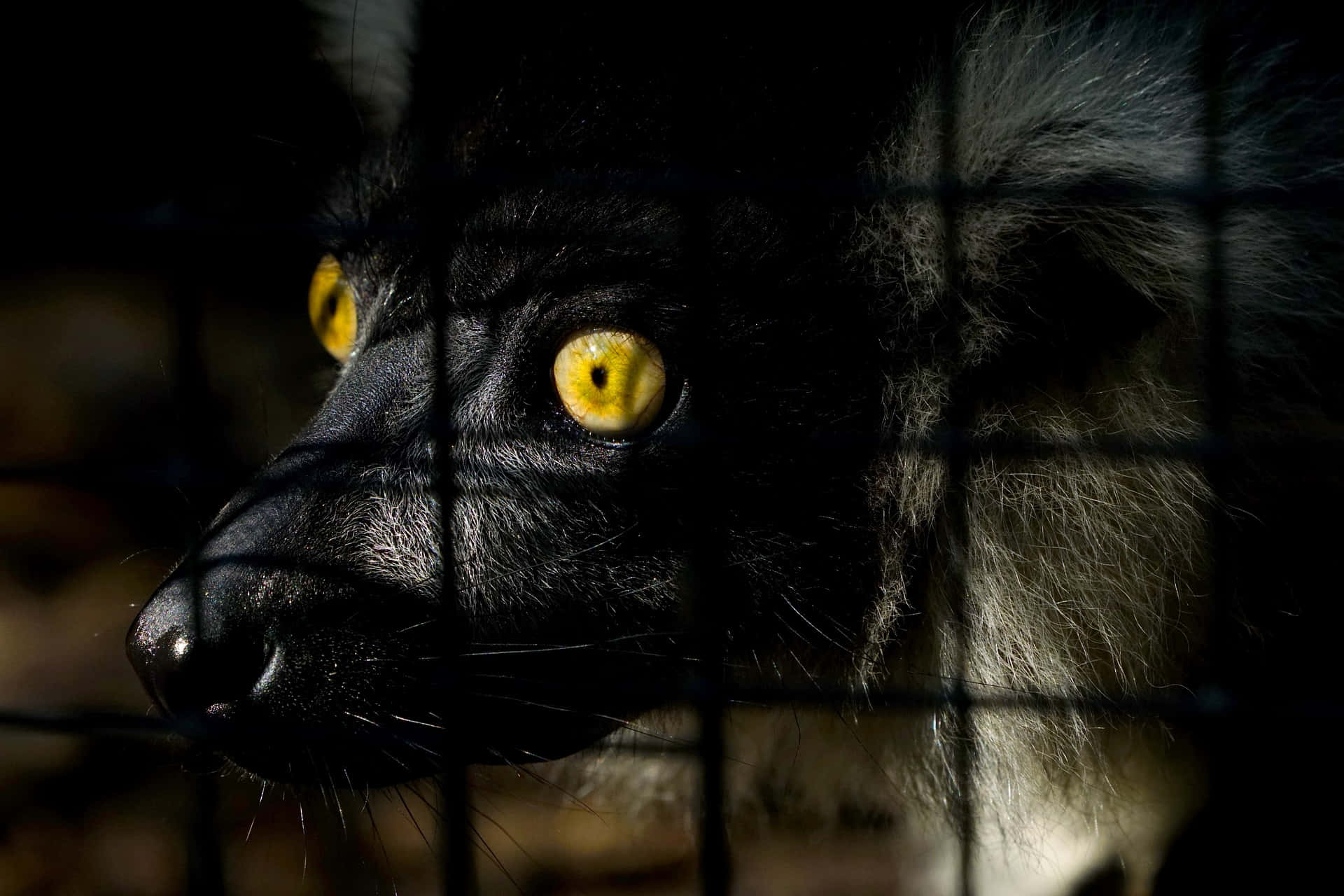 Immaginedi Un Animale Del Zoo: Pantera Nera