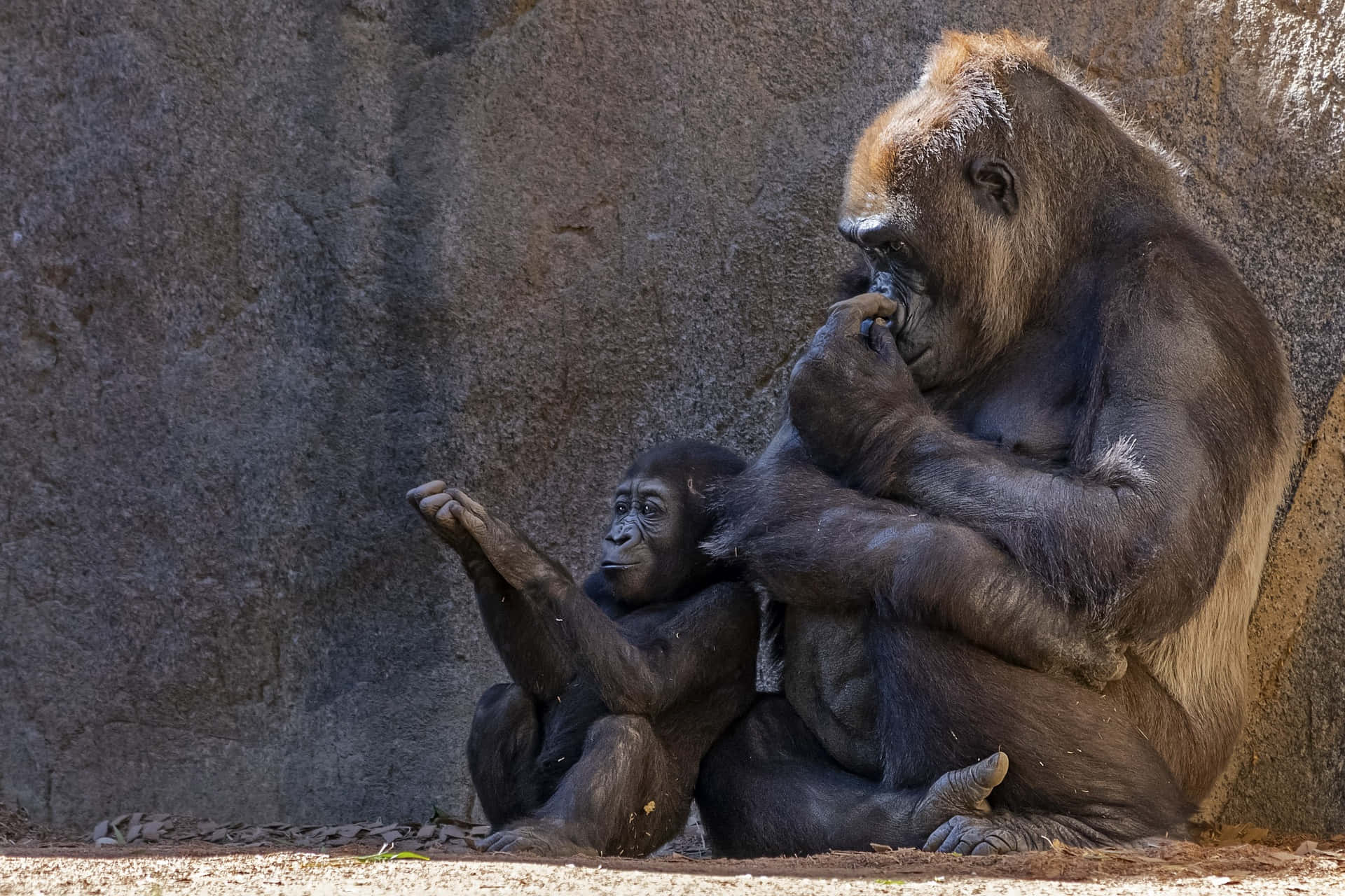 Immaginedi Animali Dello Zoo: Famiglia Di Gorilla