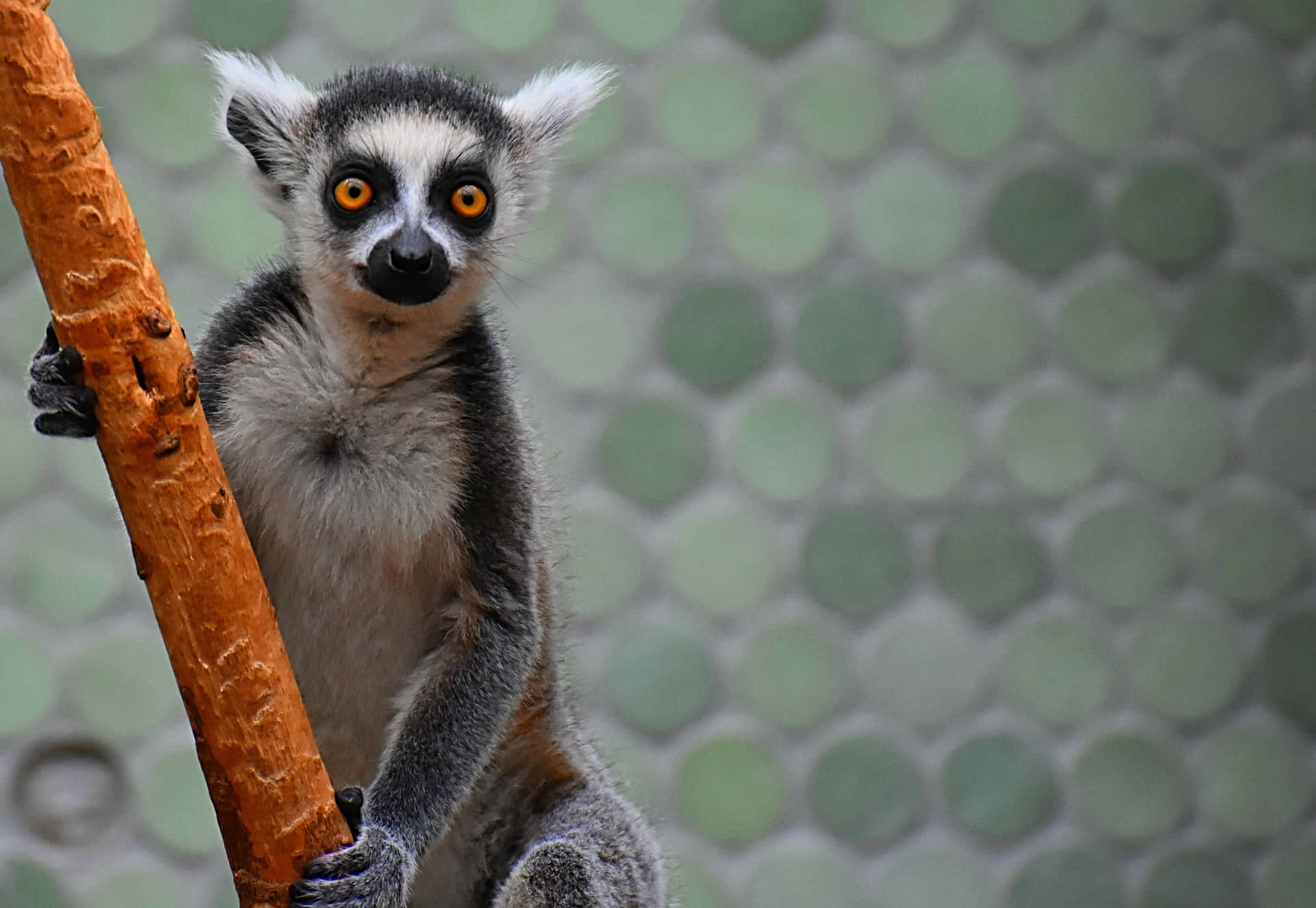 Immaginedi Animali Dello Zoo, Lemure Di Madagascar.