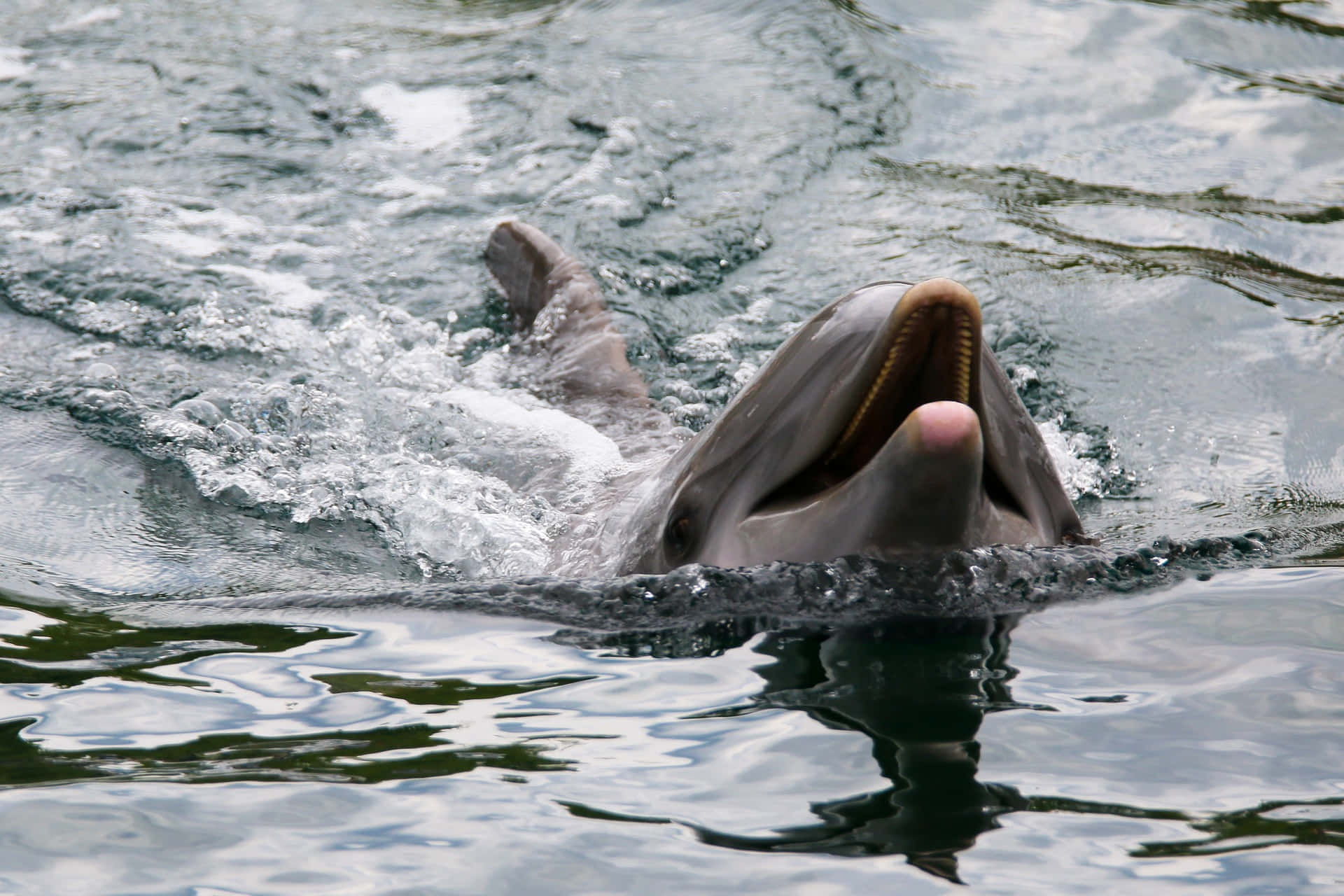 Tierbilddes Zoos: Delfin