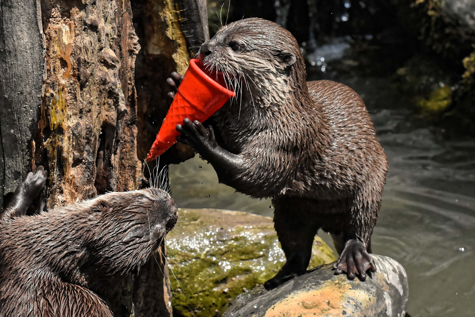Zoo-dyre billede sjov Otter