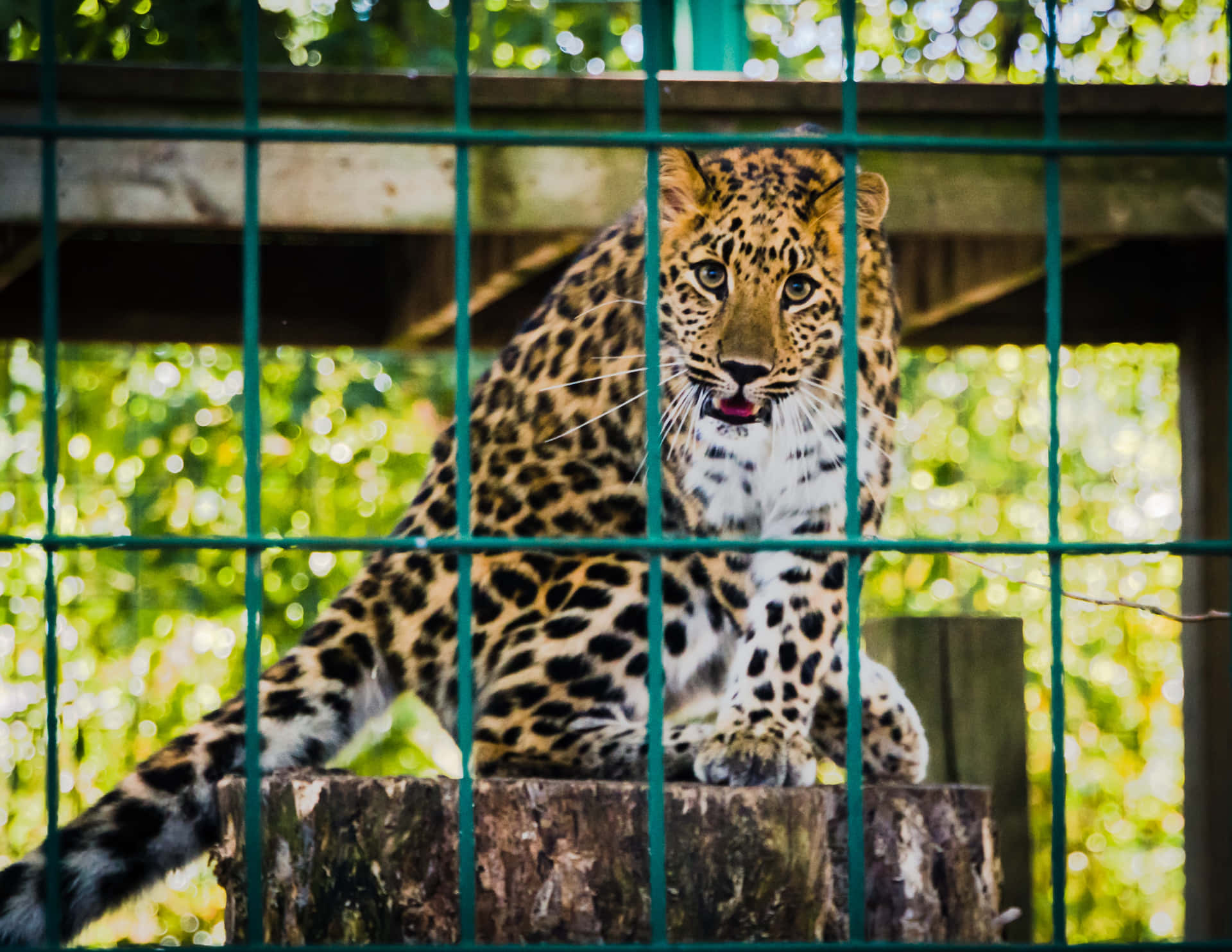 Zoo Dyre Billede Amur Leopard Tapet