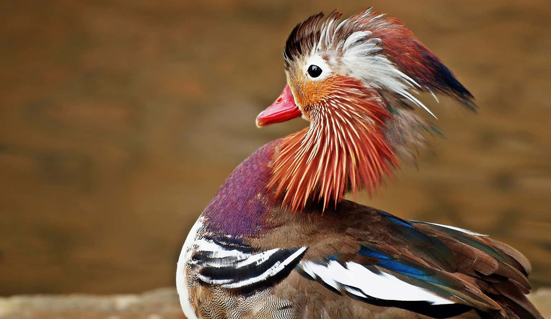 Djurparkensdjurbild - Mandarinanden Fåglar.