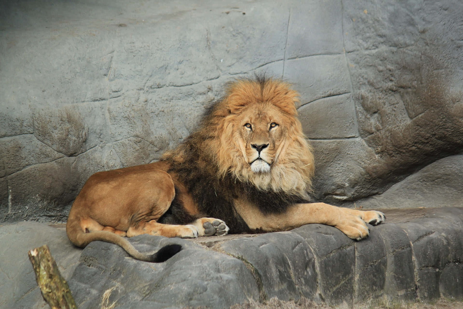 Immaginedi Un Animale Dello Zoo: Leone Di Barbary