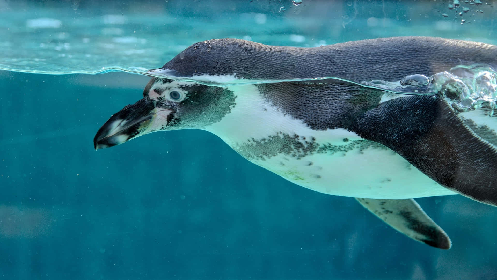 Imagende Animal Del Zoológico: Pingüino De Humboldt Bajo El Agua.