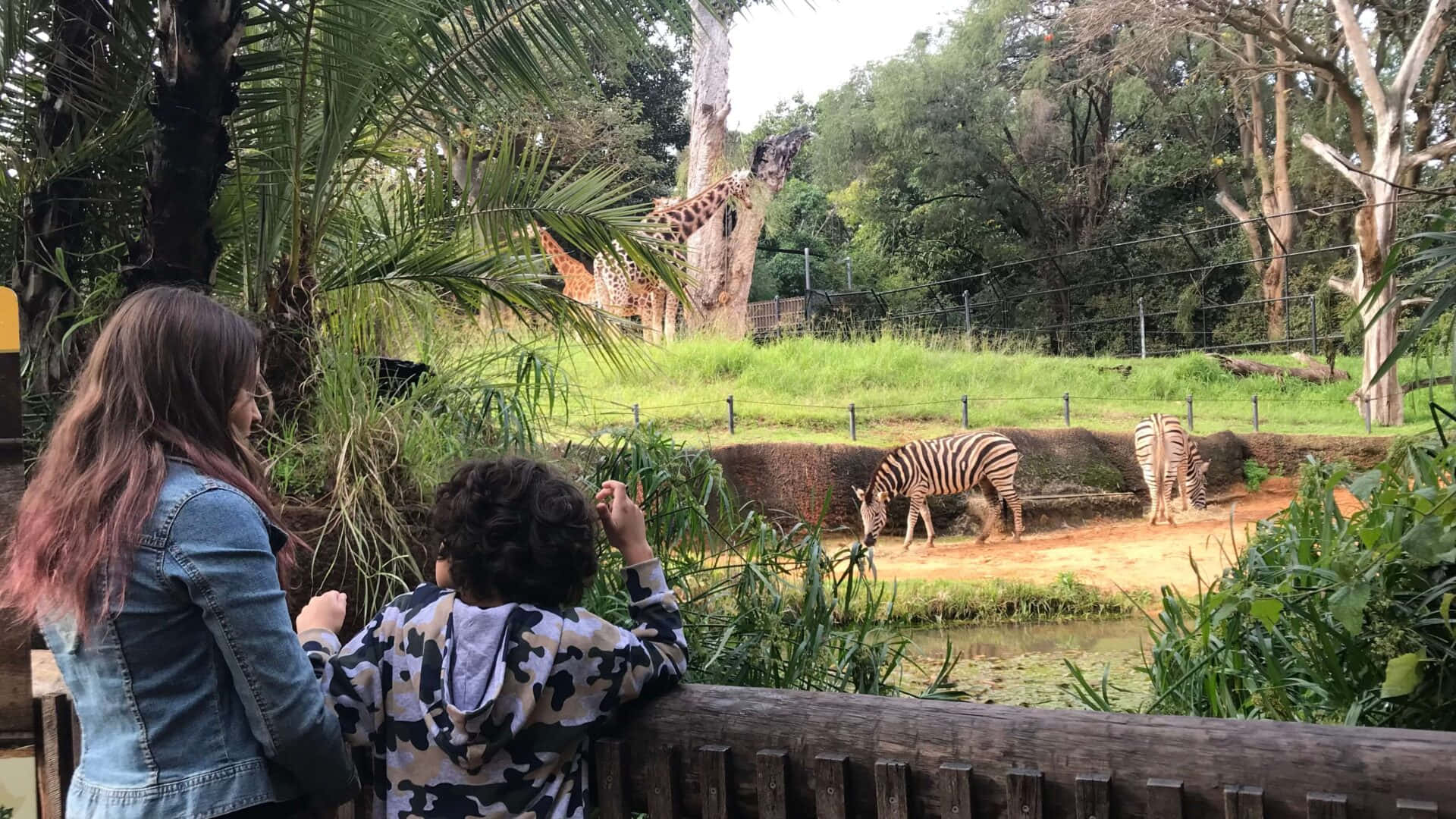 Zoo med giraf og zebra dyr tapet Wallpaper