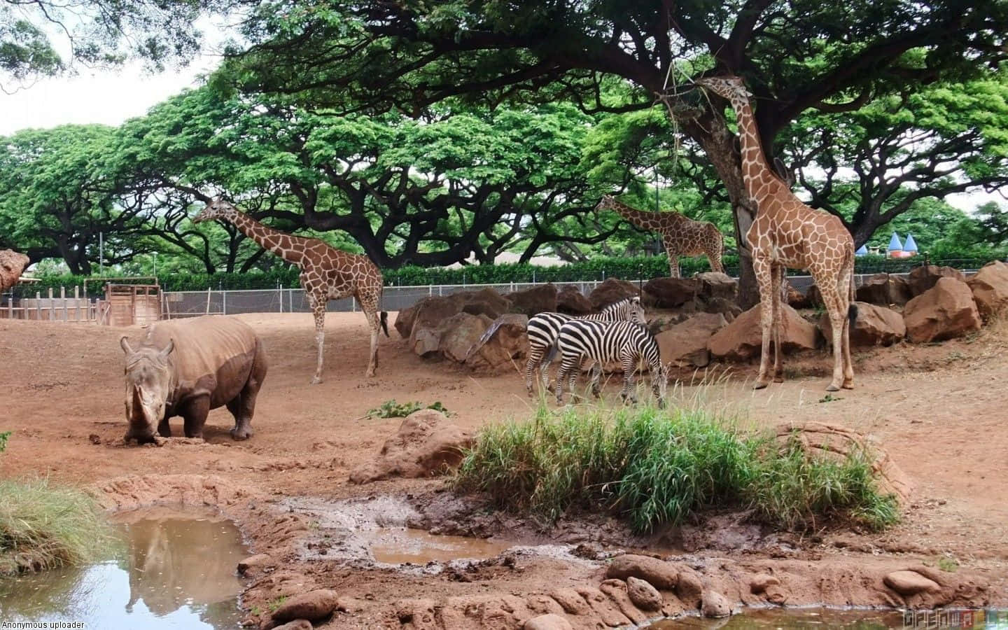 Zoo With Giraffes Zebra And Rhinoceros Background