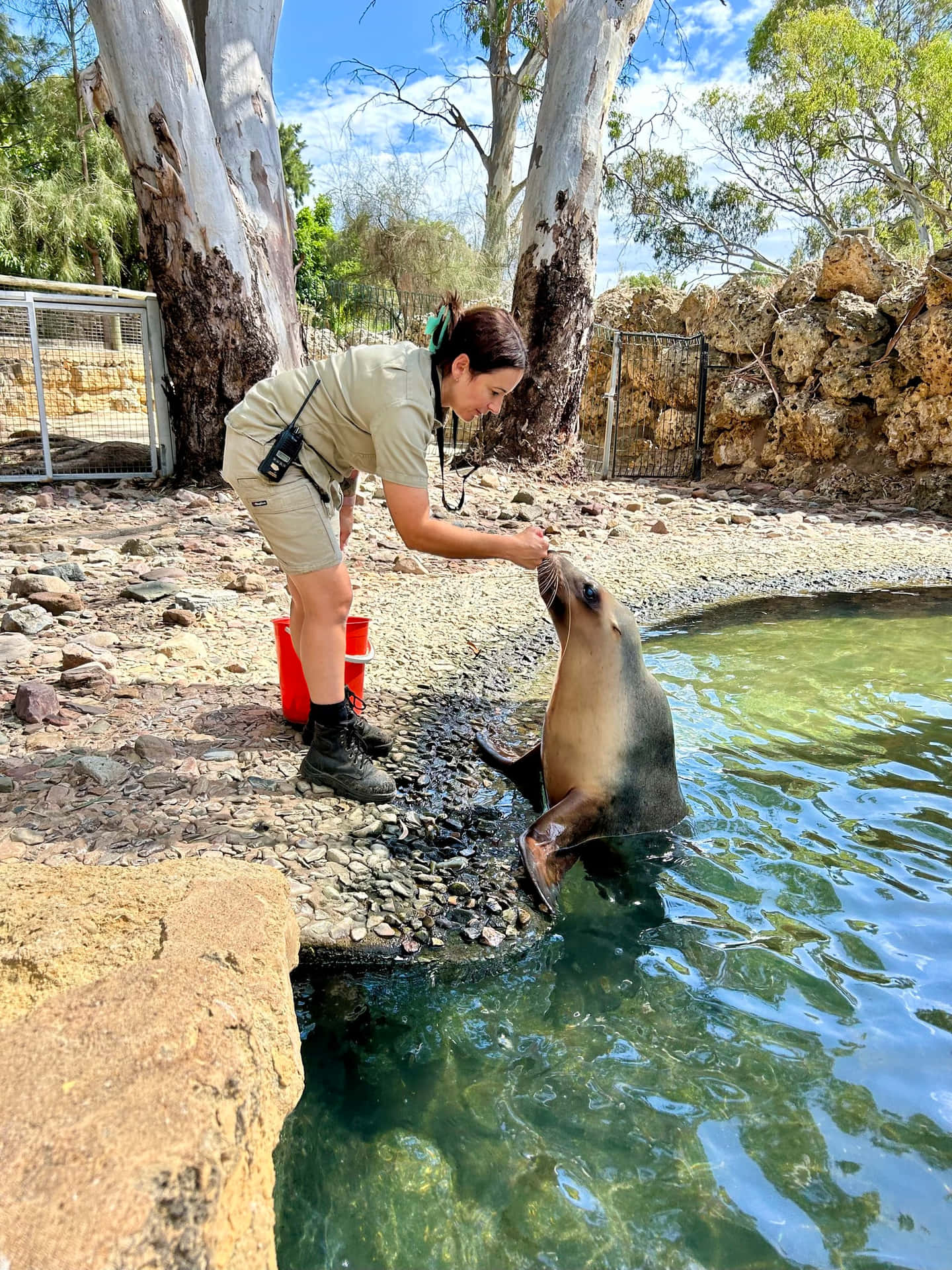 Zookeeper Feeding Seal Adelaide Zoo.jpg Wallpaper