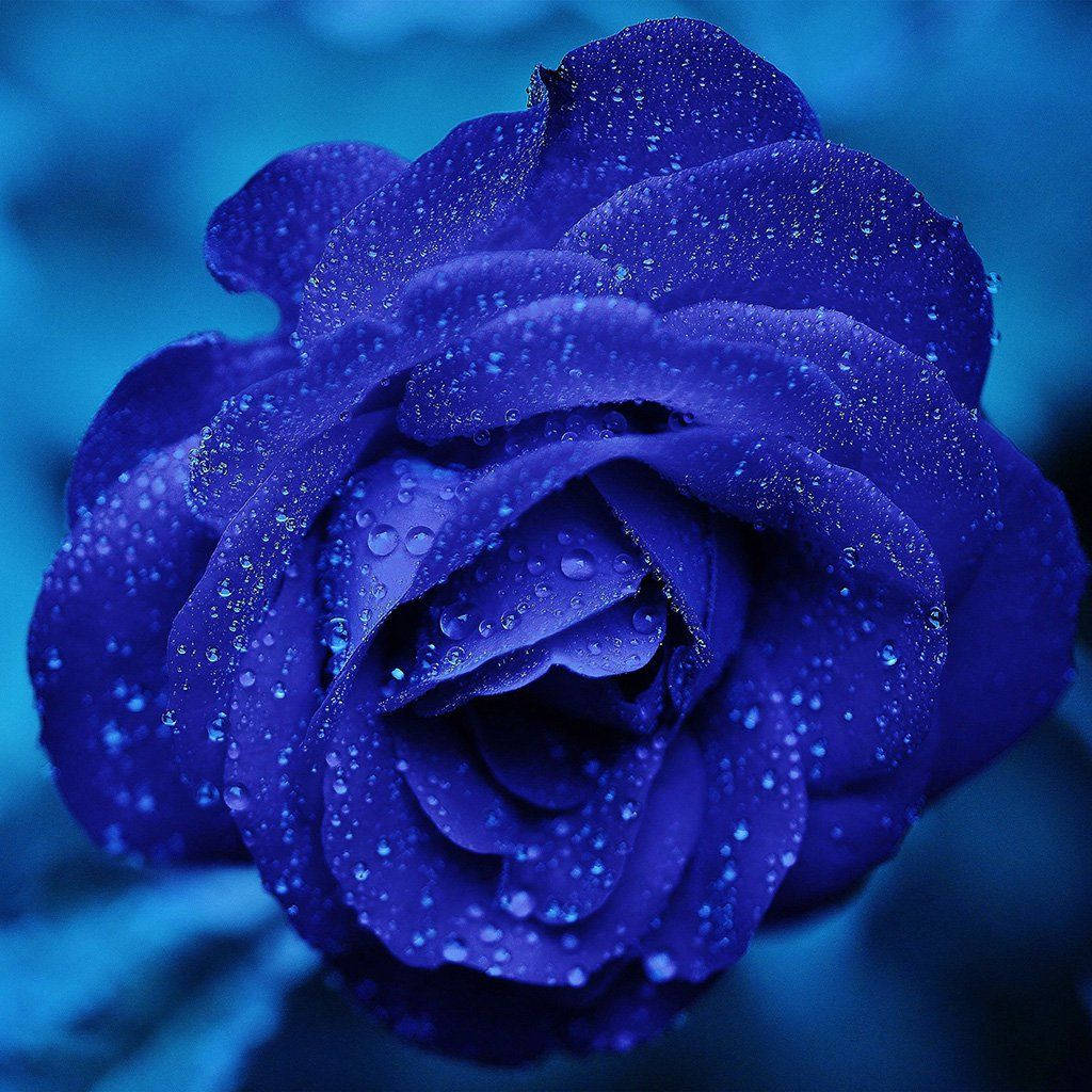Zoom Flower Blue Rose With Droplets Wallpaper