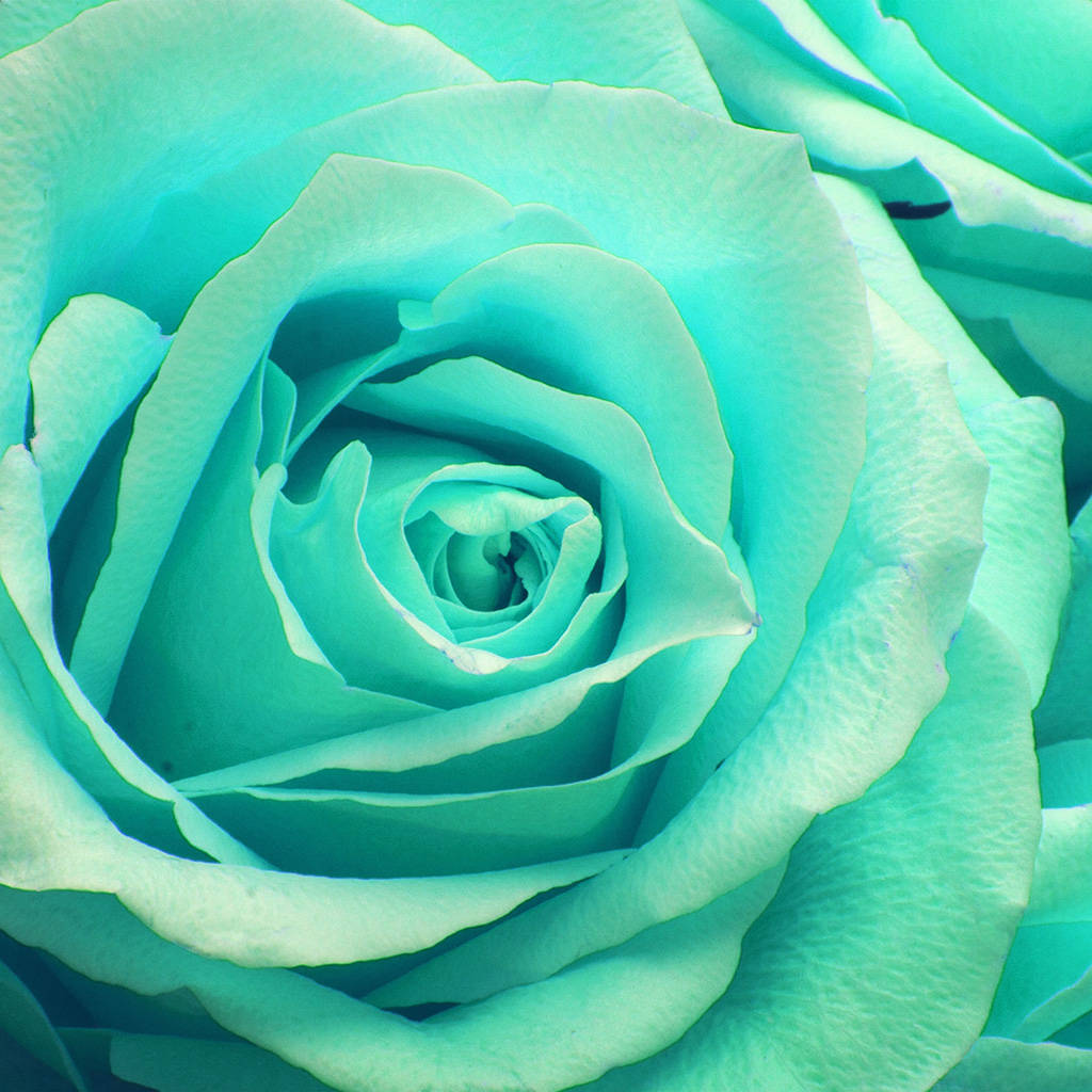Zoom Flower Turquoise Rose Wallpaper