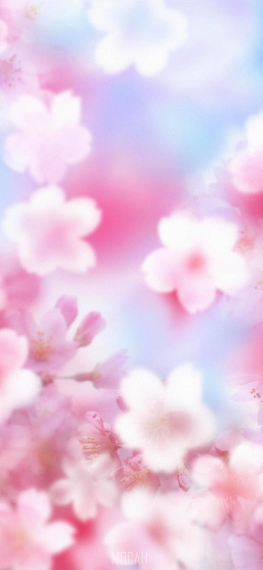 Zoom Flower Cherry Blossom Phone Wallpaper