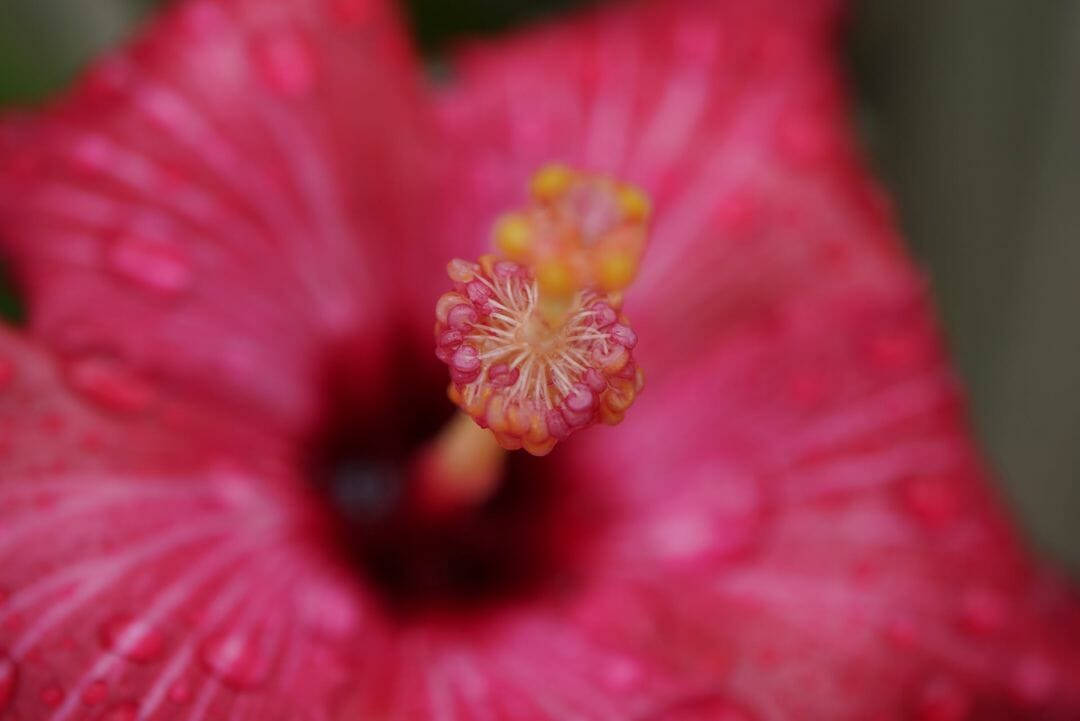 Florde Hibisco Rosa Com Zoom Papel de Parede