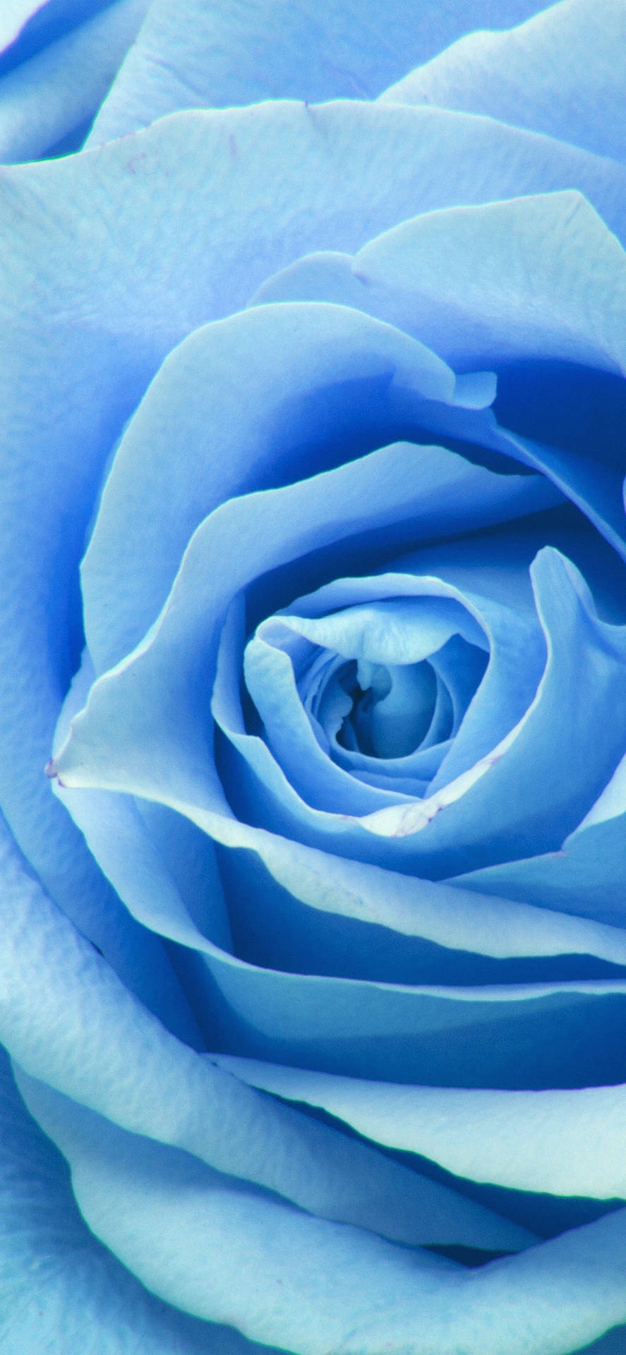 Bright And Beautiful Zoom Flower Unfolding Wallpaper