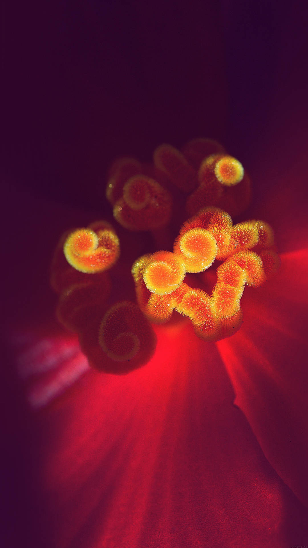 Zoom Orange Flower Iphone Wallpaper