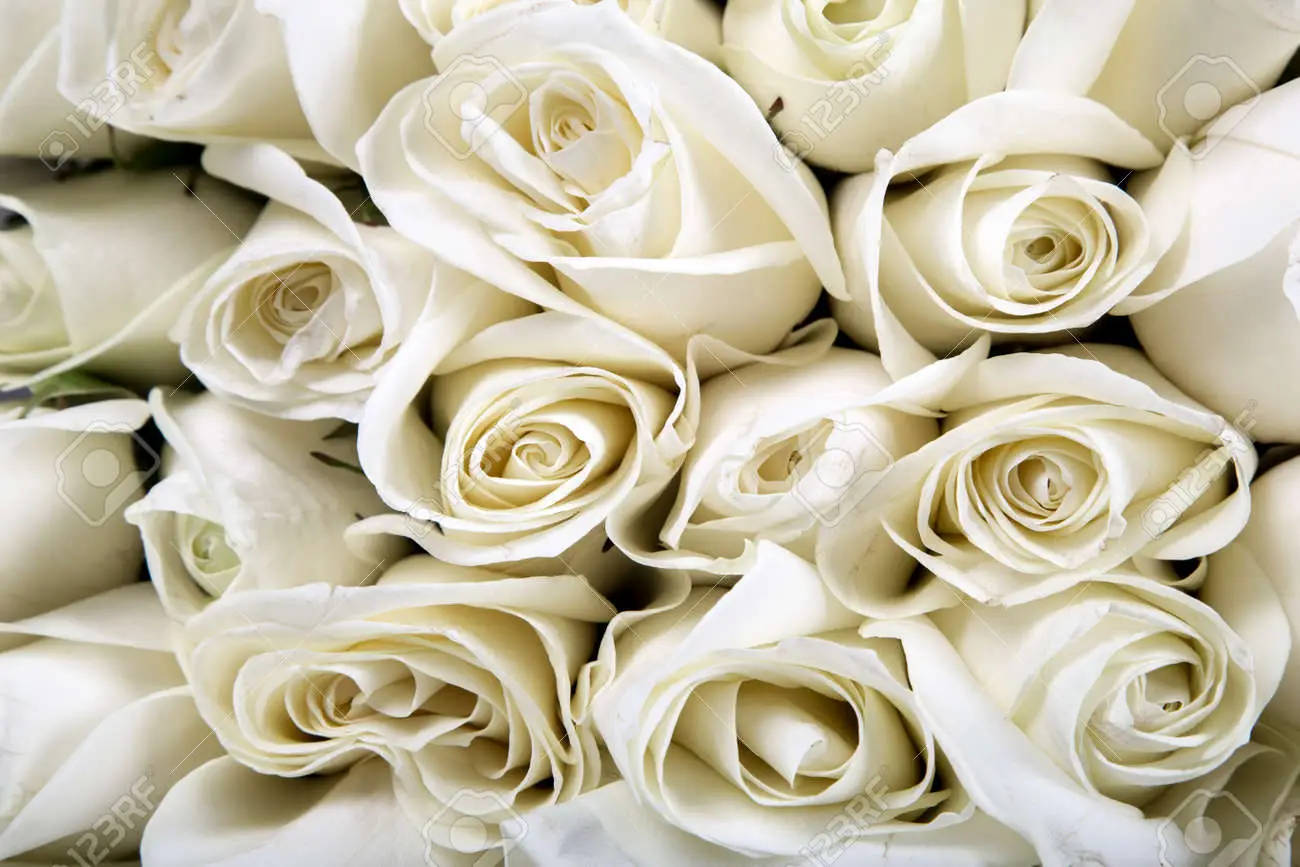 Zoom Flower White Rose Wallpaper