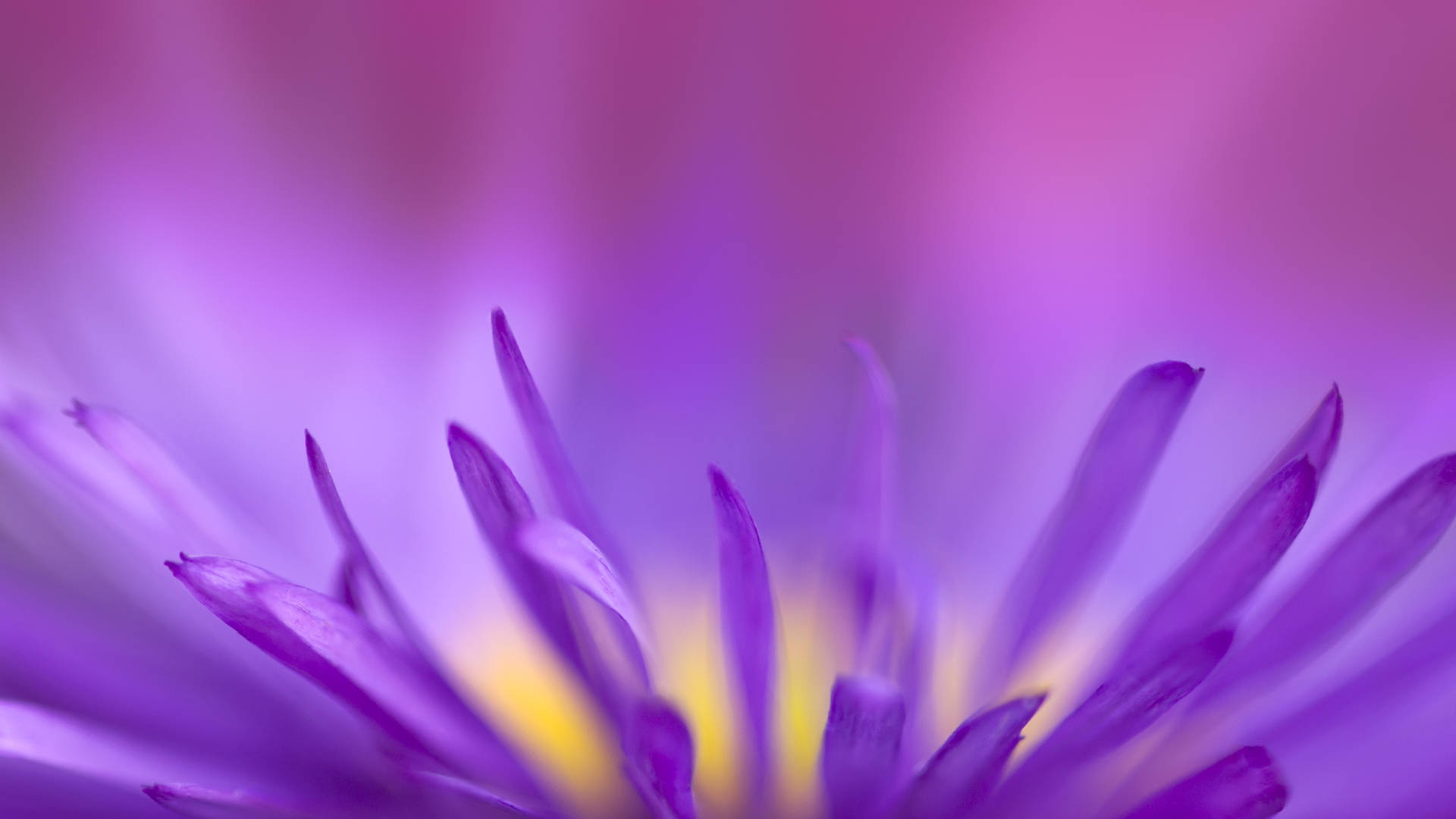 Zoom Flower Violet Petals Wallpaper