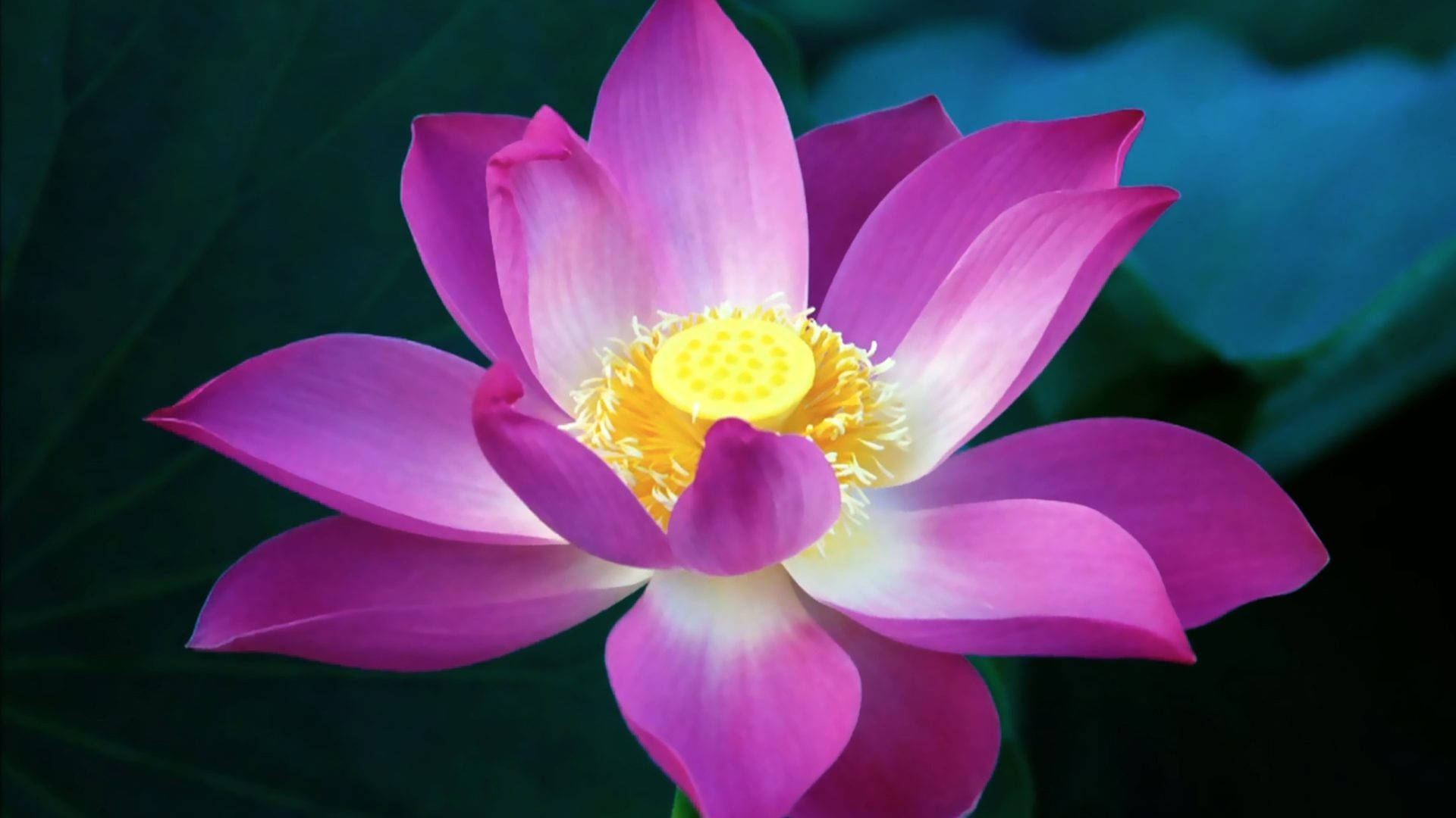 Pink Lotus Flower Smooth Wallpaper