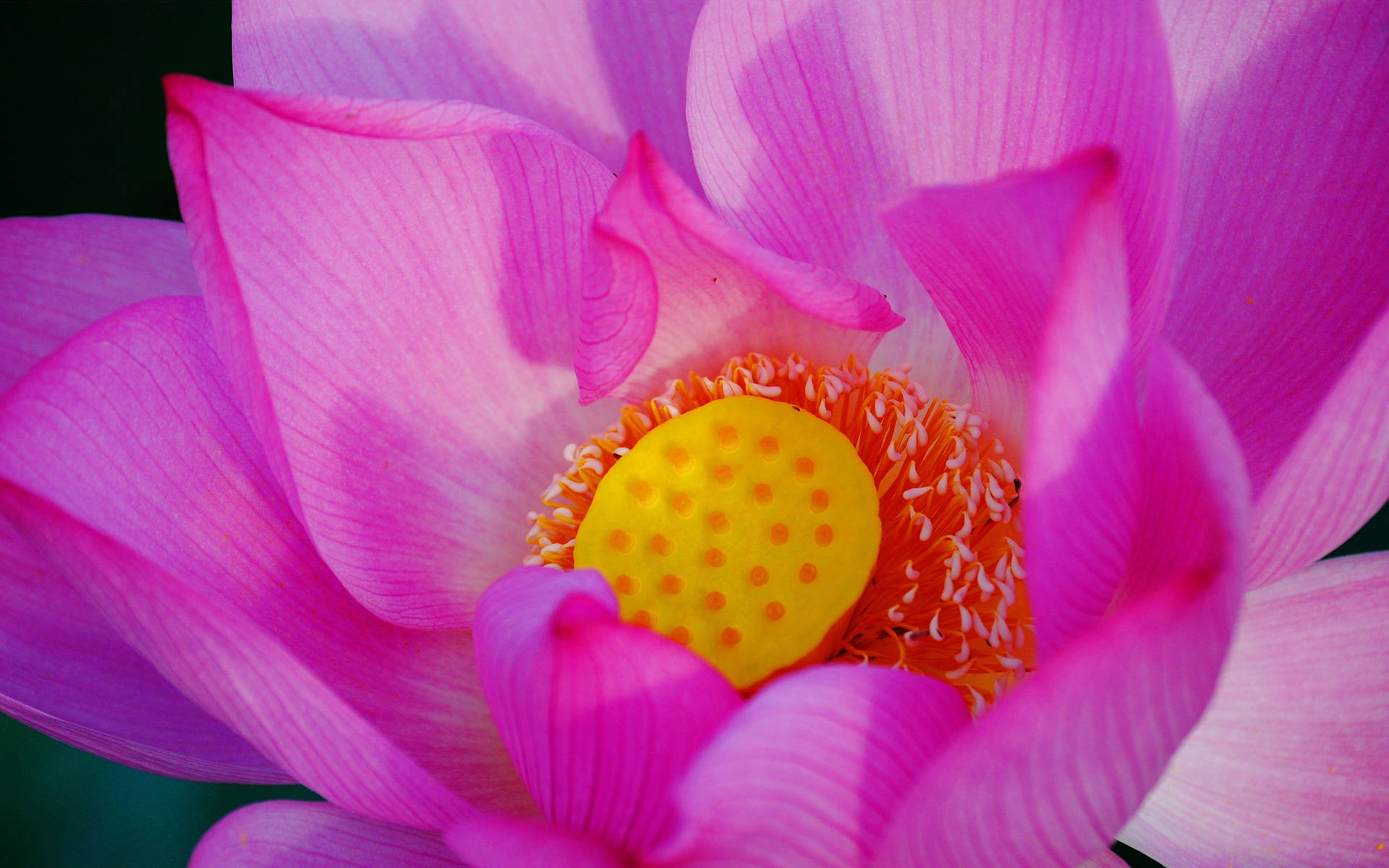 Zoom Flower Pink Lotus Wallpaper