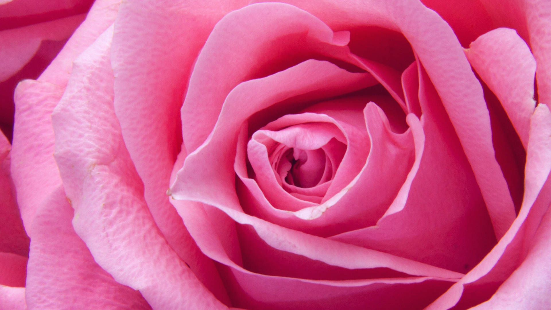 Zoom Flower Pink Rose Petals Wallpaper