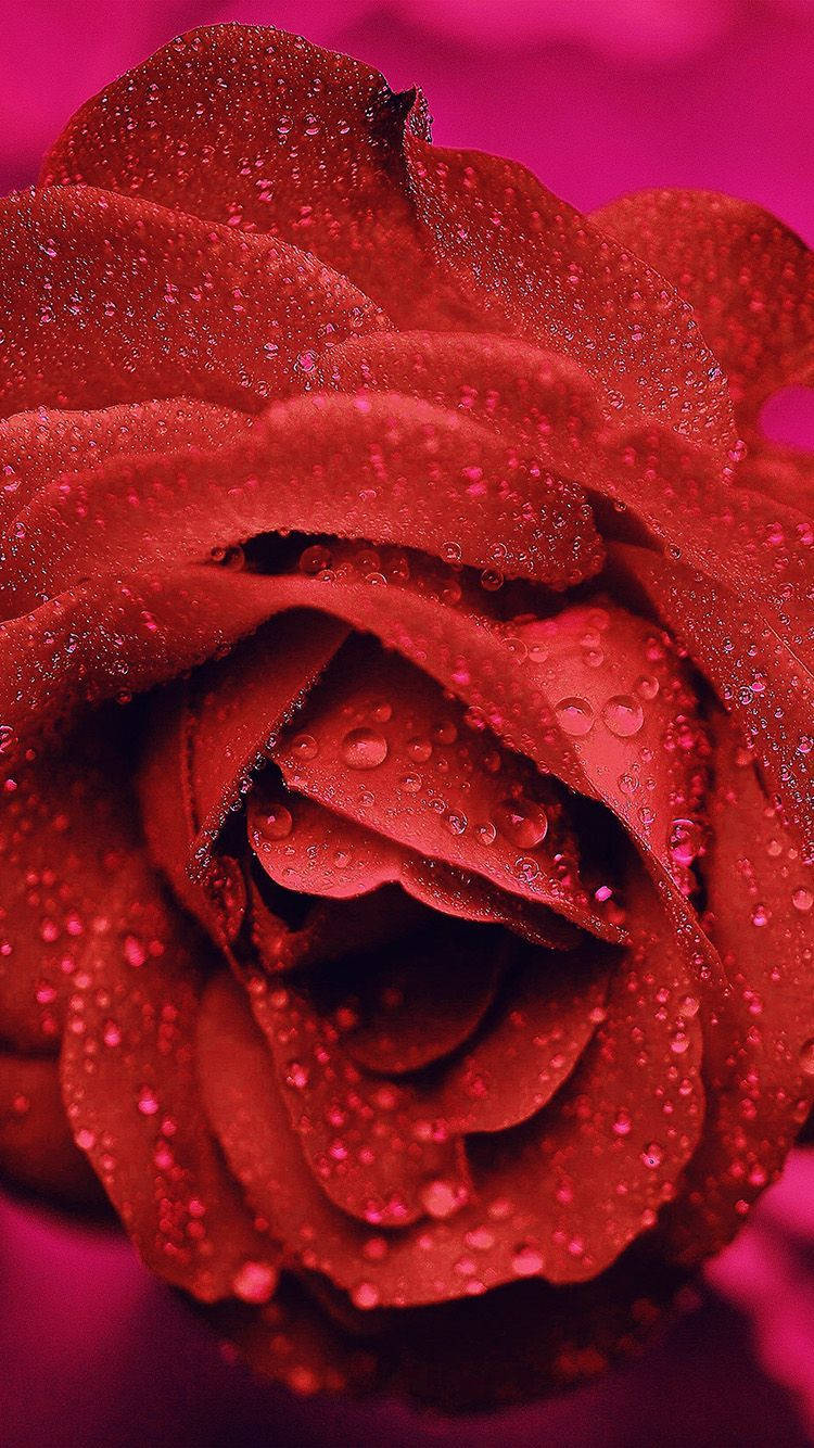 Zoom Flower Red Rose With Water Droplets Wallpaper
