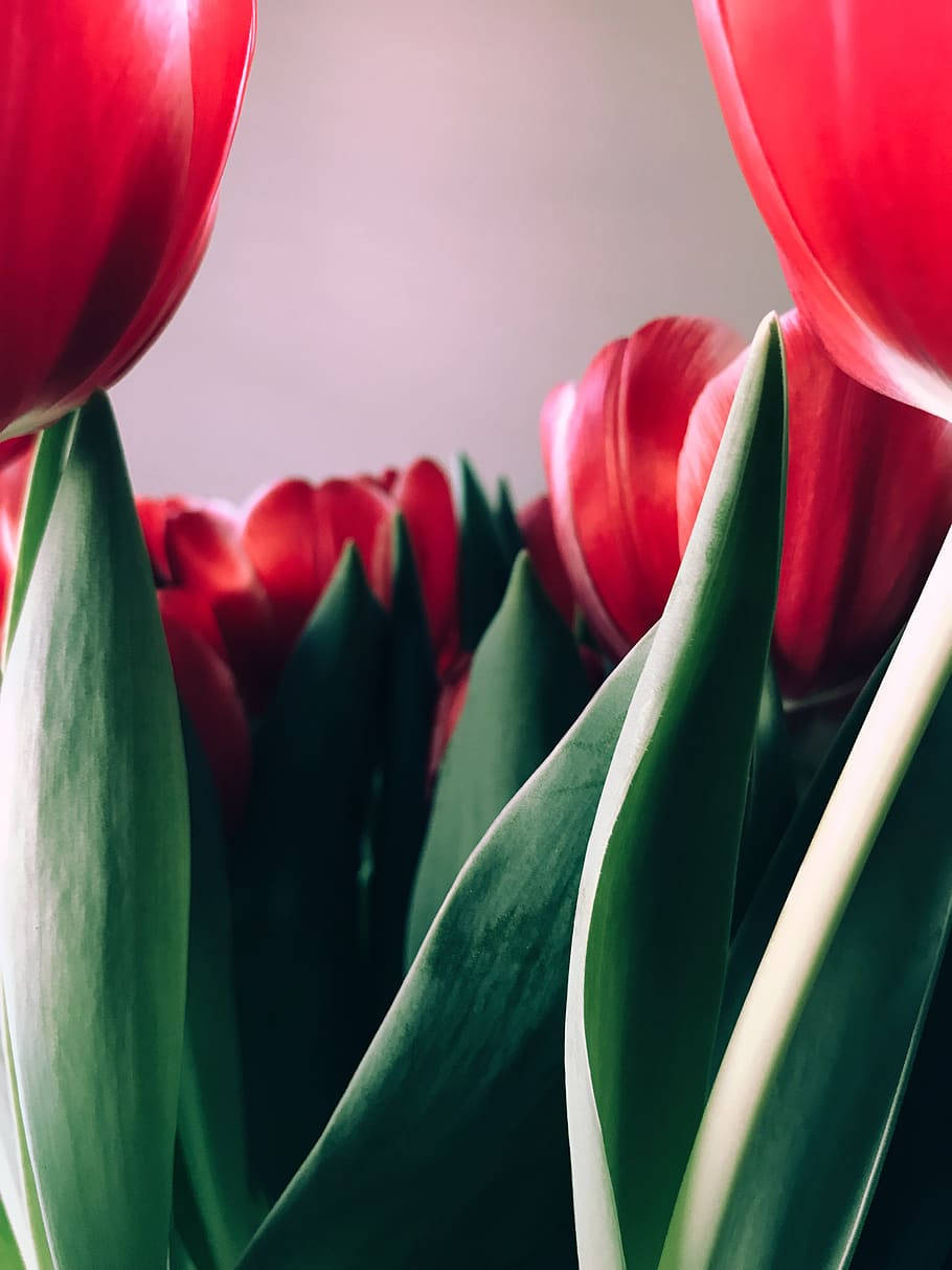 Florde Tulipanes Rojos Con Zoom Para Teléfono. Fondo de pantalla