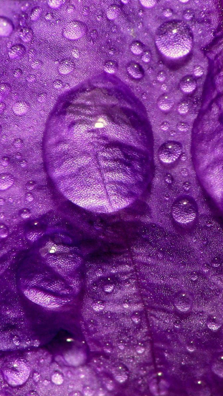 Zoom-in Dewdrop Purple Iphone Wallpaper