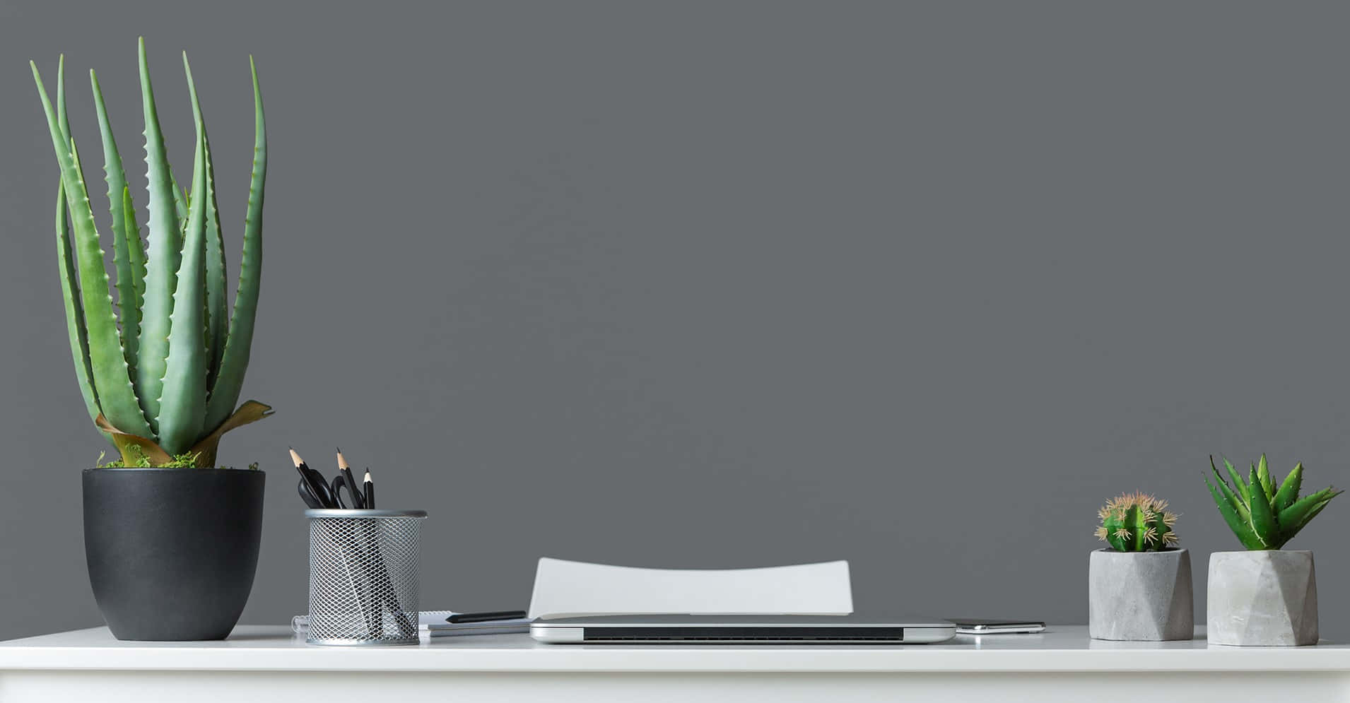 Plants Zoom Office Background 1910 x 995 Background