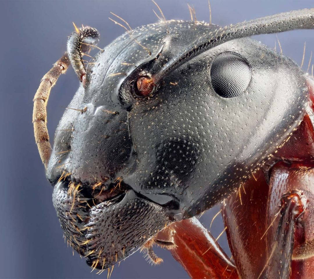 Zoom Shot Of Cockroach Head Wallpaper