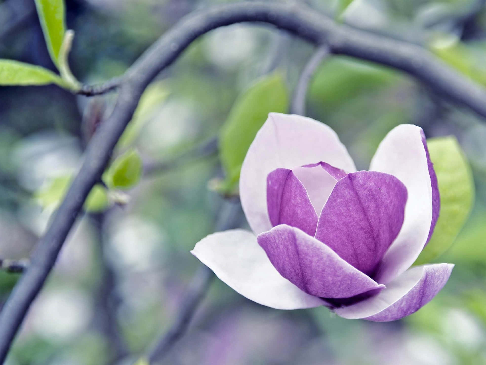 Forstørr HD dejlig Magnolia blomst væggmontering Wallpaper