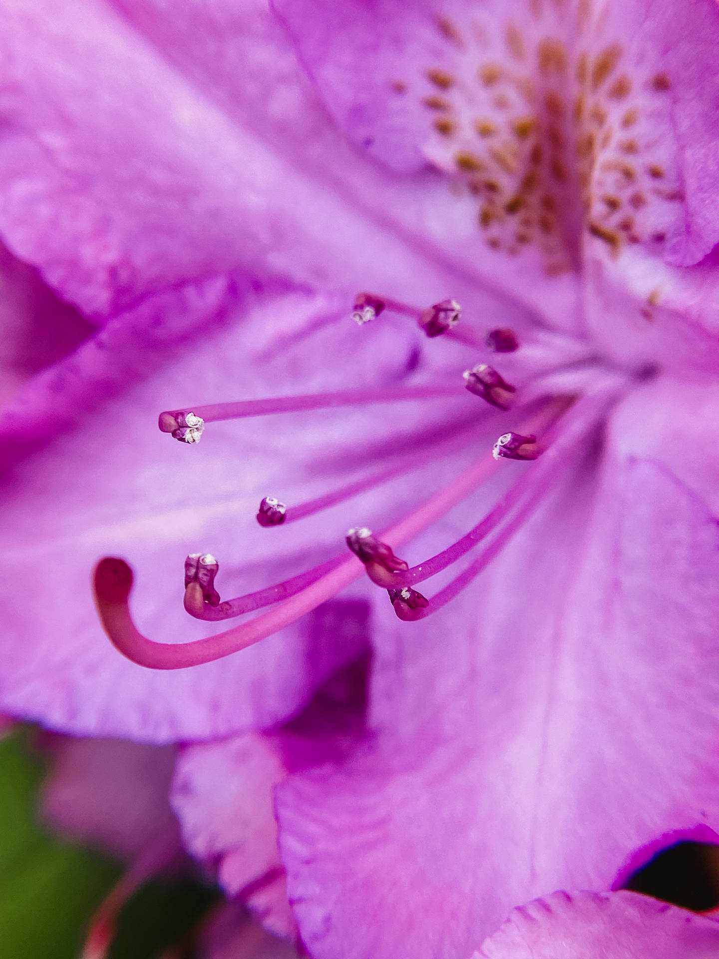Zoomed-in Flower Purple Iphone Wallpaper