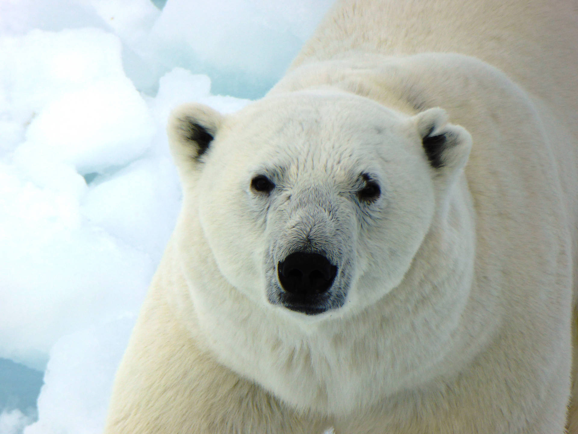 “Close up of a Polar Bear in its natural habitat.” Wallpaper