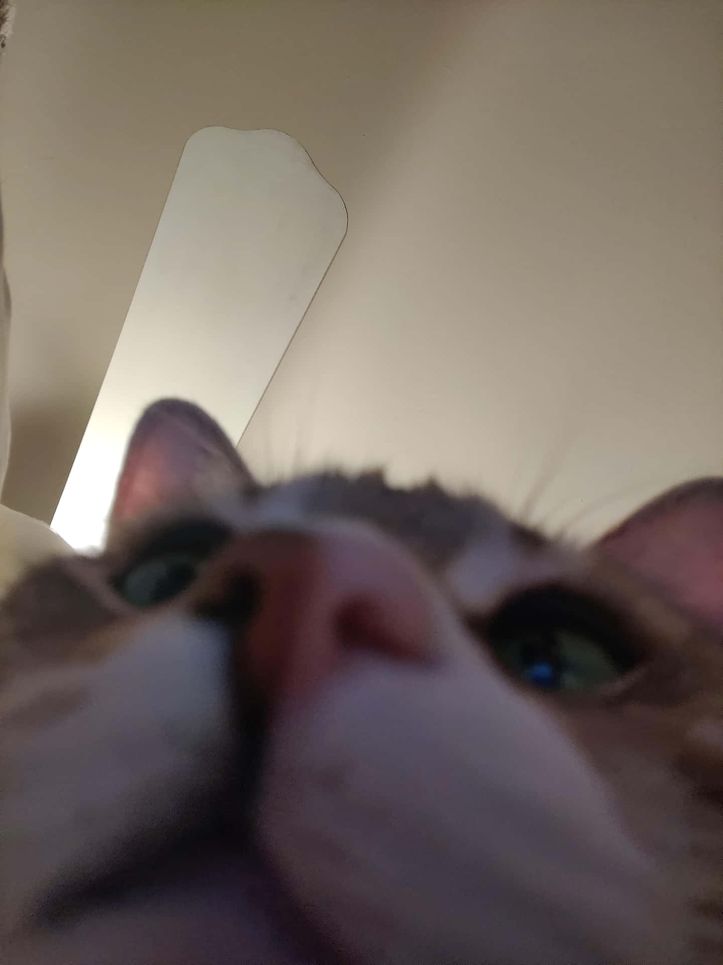 Zoomed Nose Cute Cat PFP Wallpaper