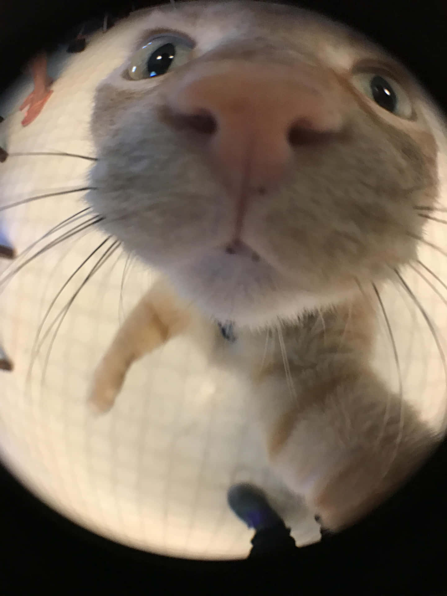 Zoomed Nose Cute Cat PFP Wallpaper