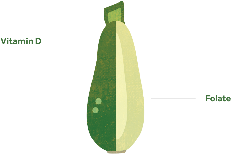 Zucchini Nutrient Content Illustration PNG