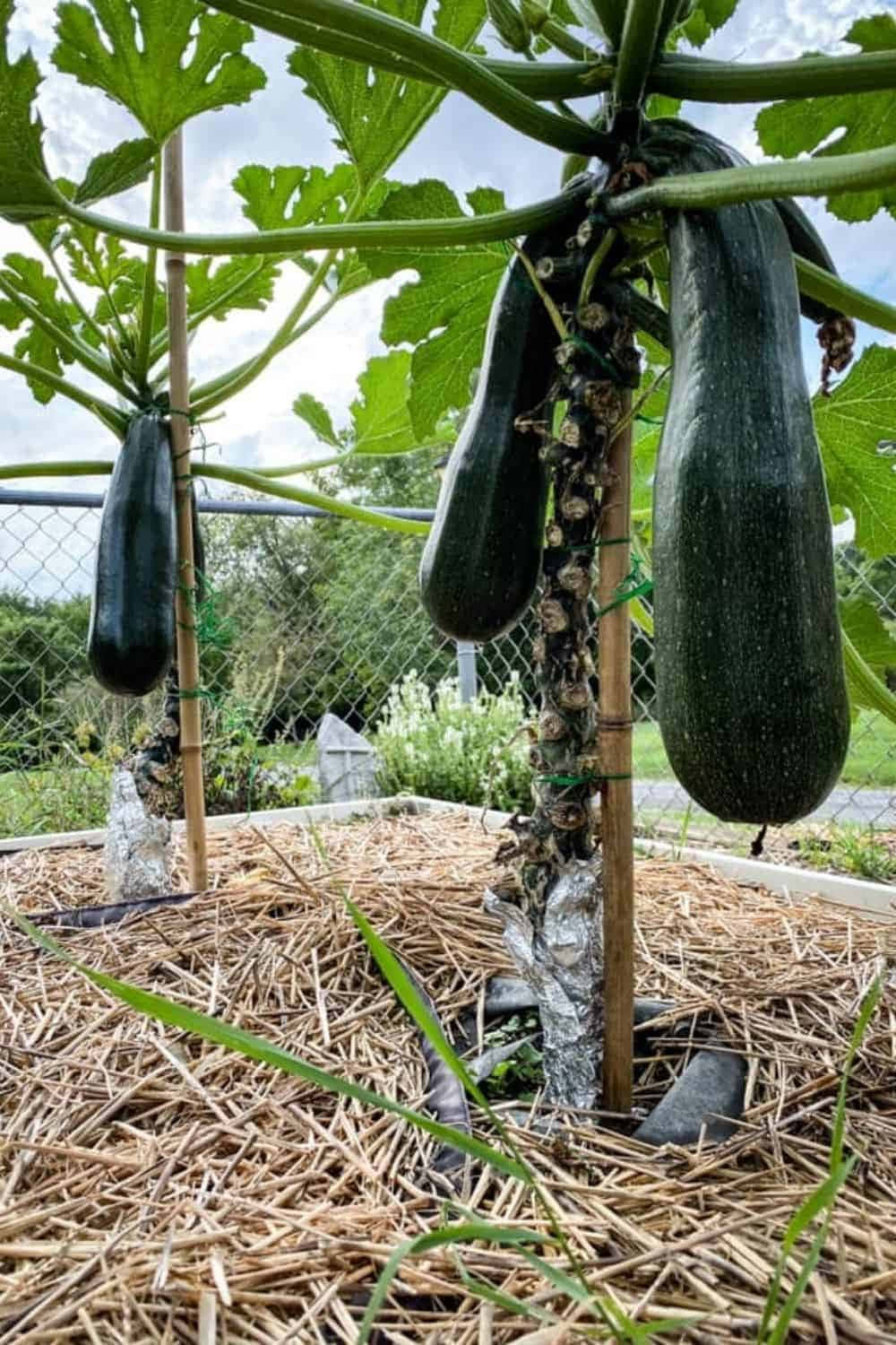 A Group Of Squash Plants Growing In A Garden