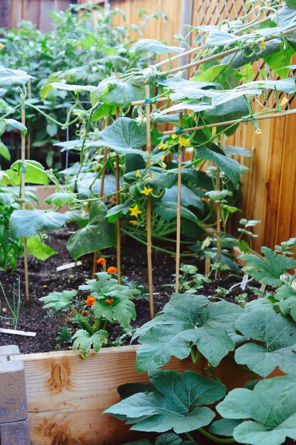 Growing zucchini in your garden using the trellis technique