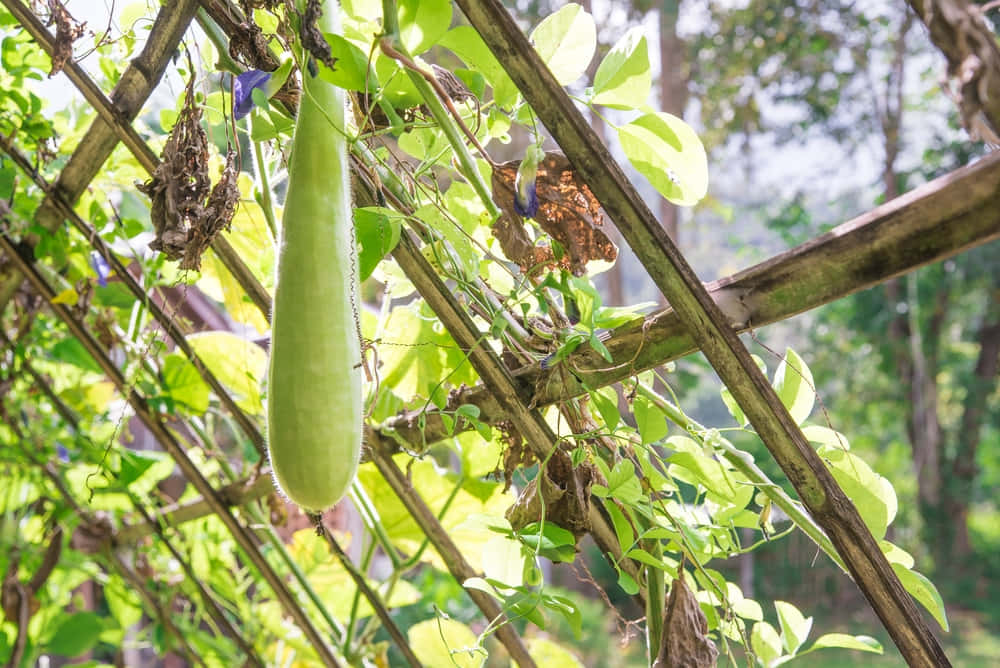 "Grow Your Own Fresh and Delicious Zucchini with a Trellis"