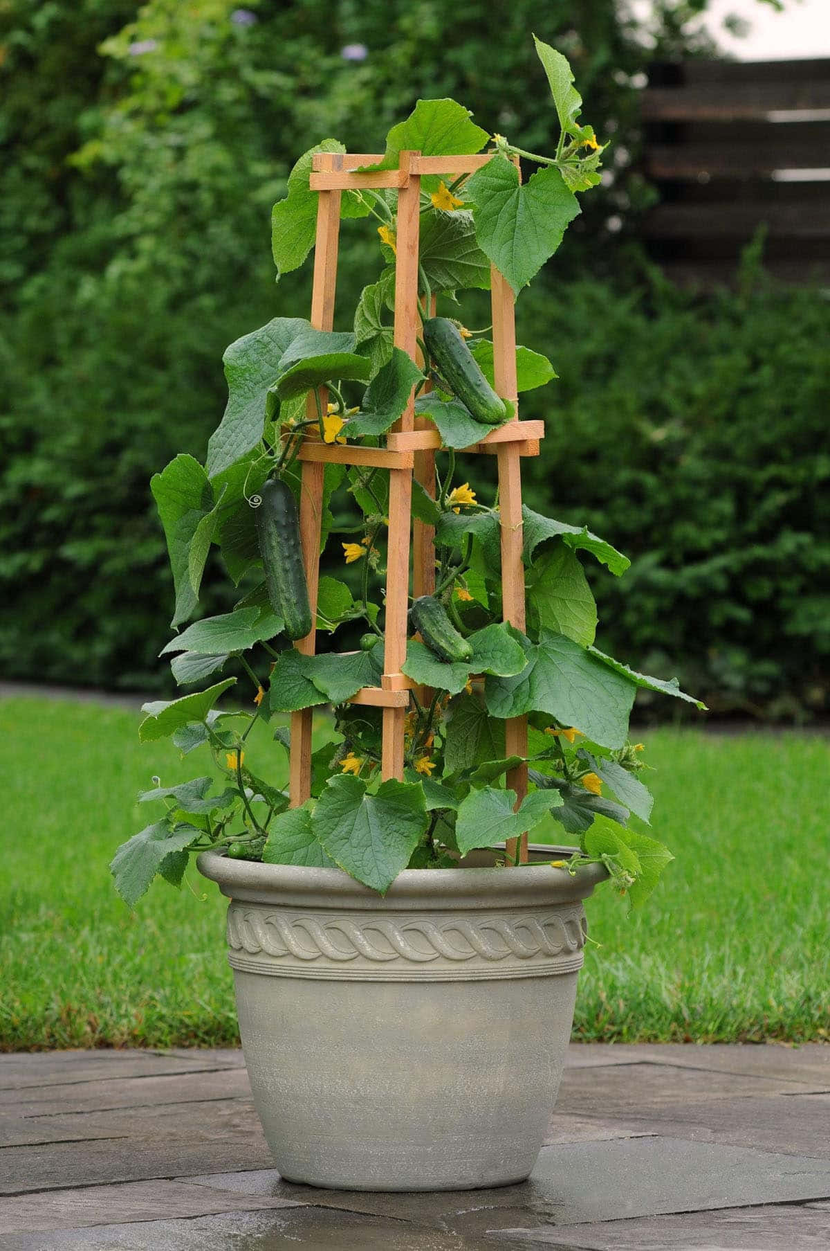A Wooden Planter With Cucumbers In It
