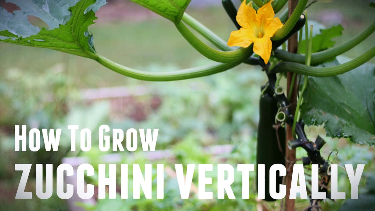 How To Grow Zucchini Vertically