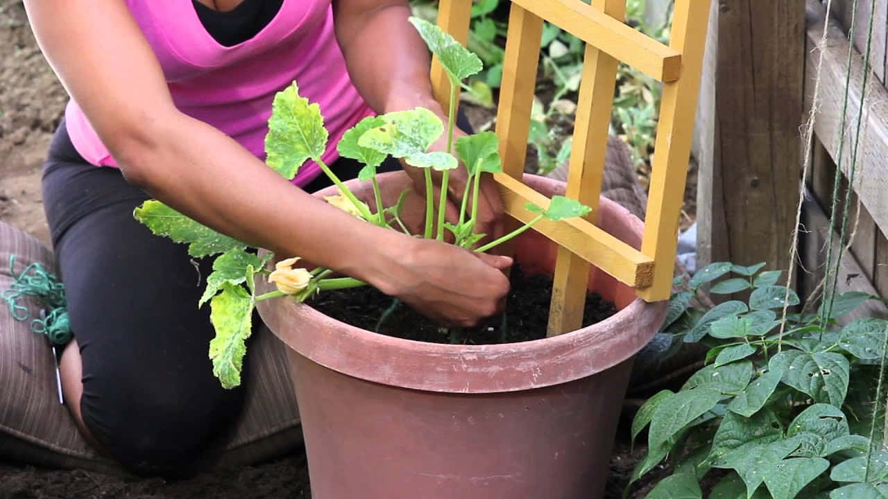 Enkvinna Planterar En Växt I En Kruka.