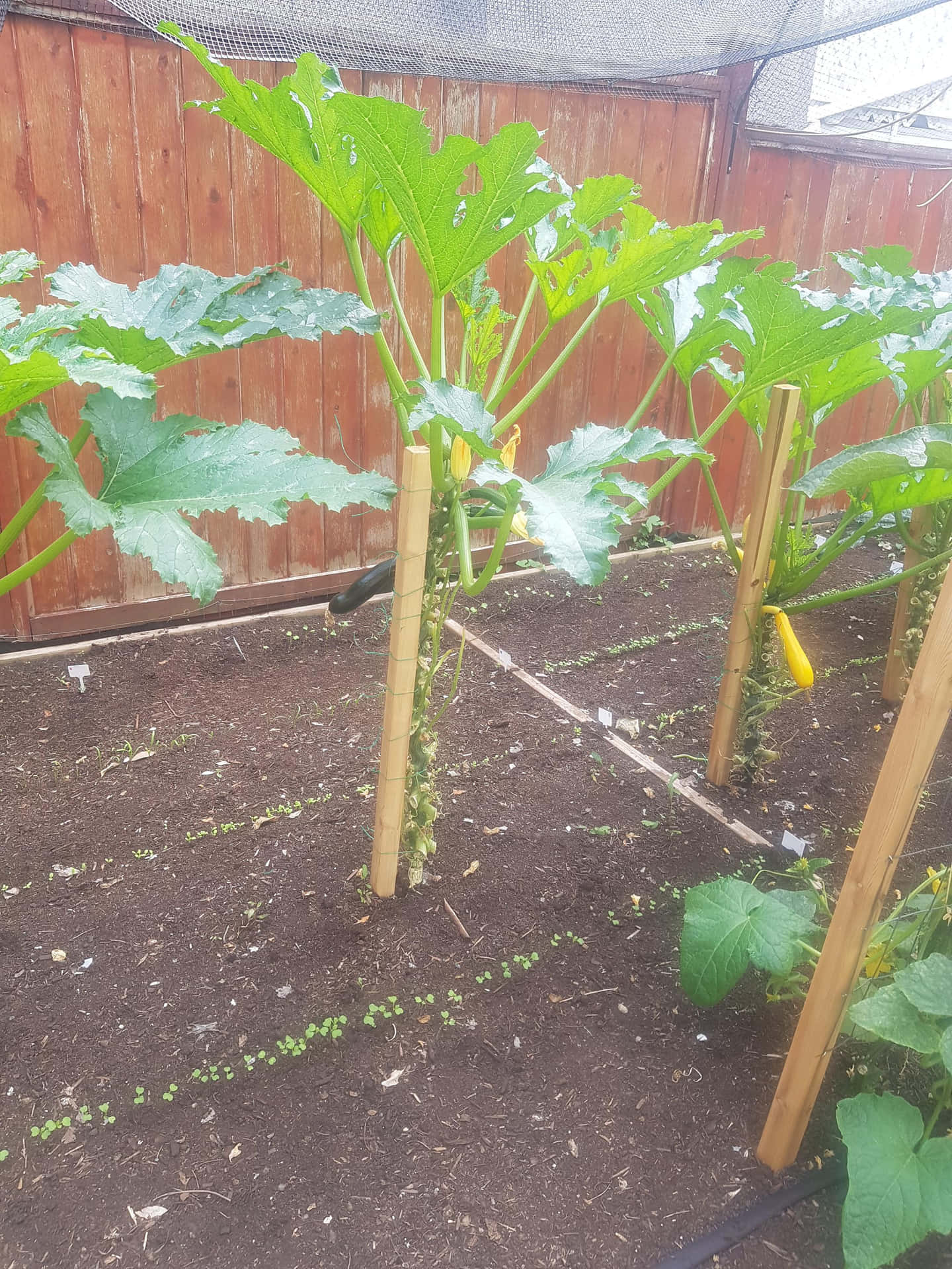 zucchini plant trellis